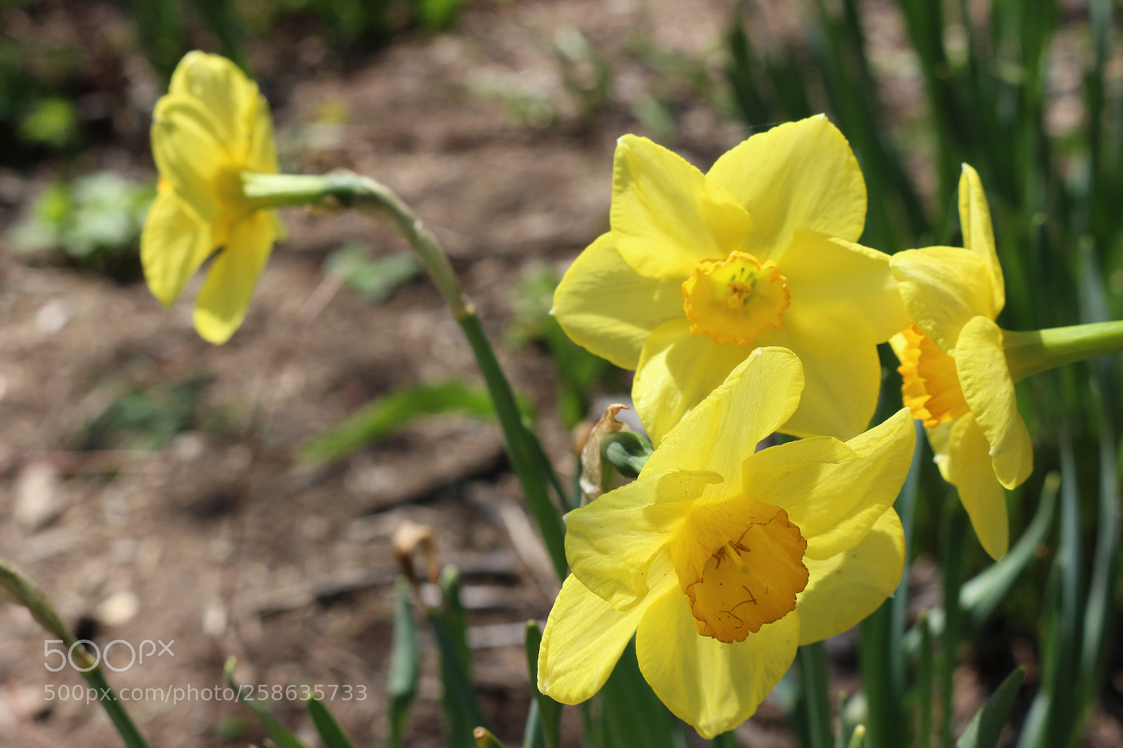 Canon EOS 700D (EOS Rebel T5i / EOS Kiss X7i) sample photo. Img photography