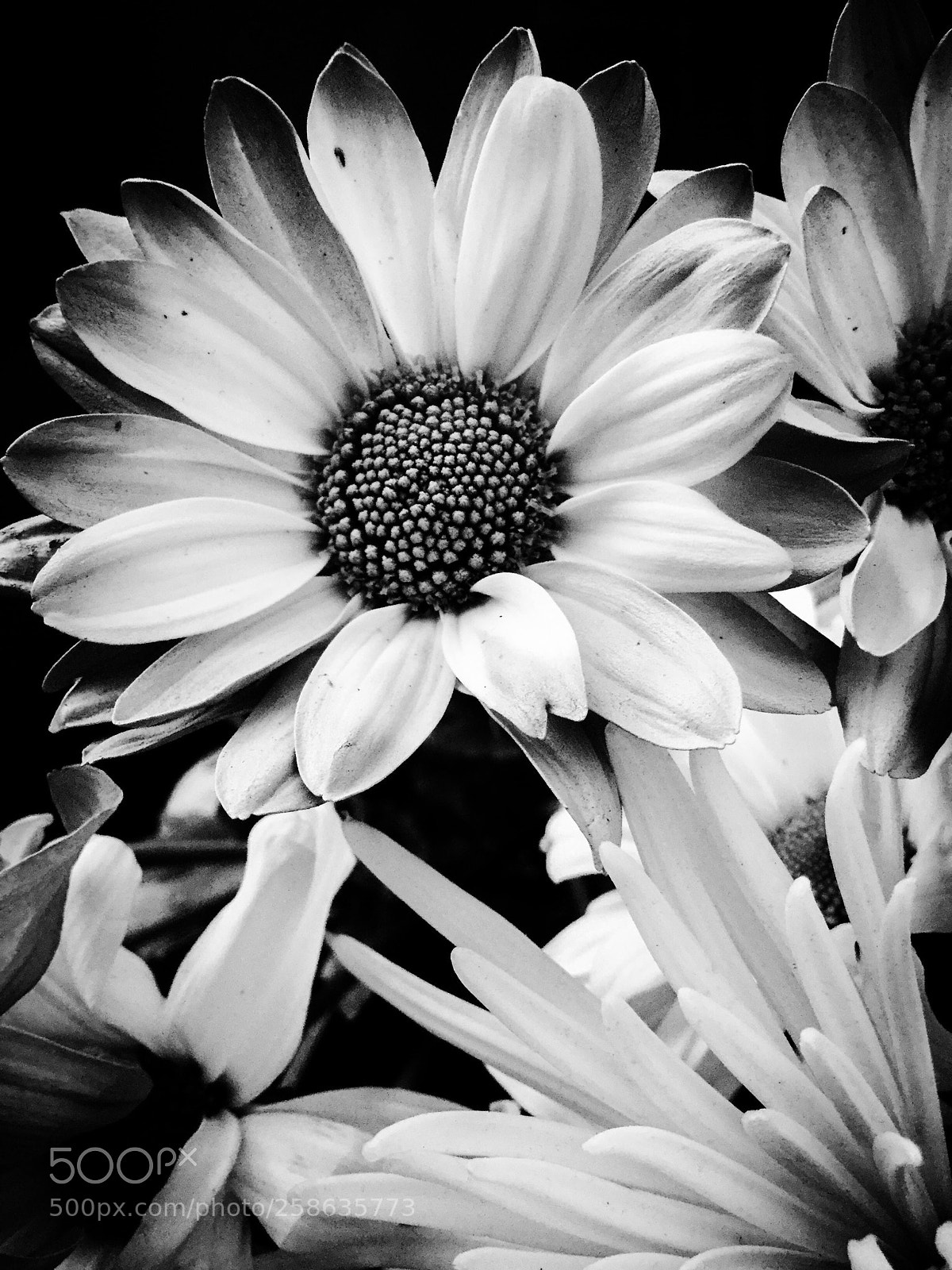 Apple iPod touch sample photo. Yin and yang photography