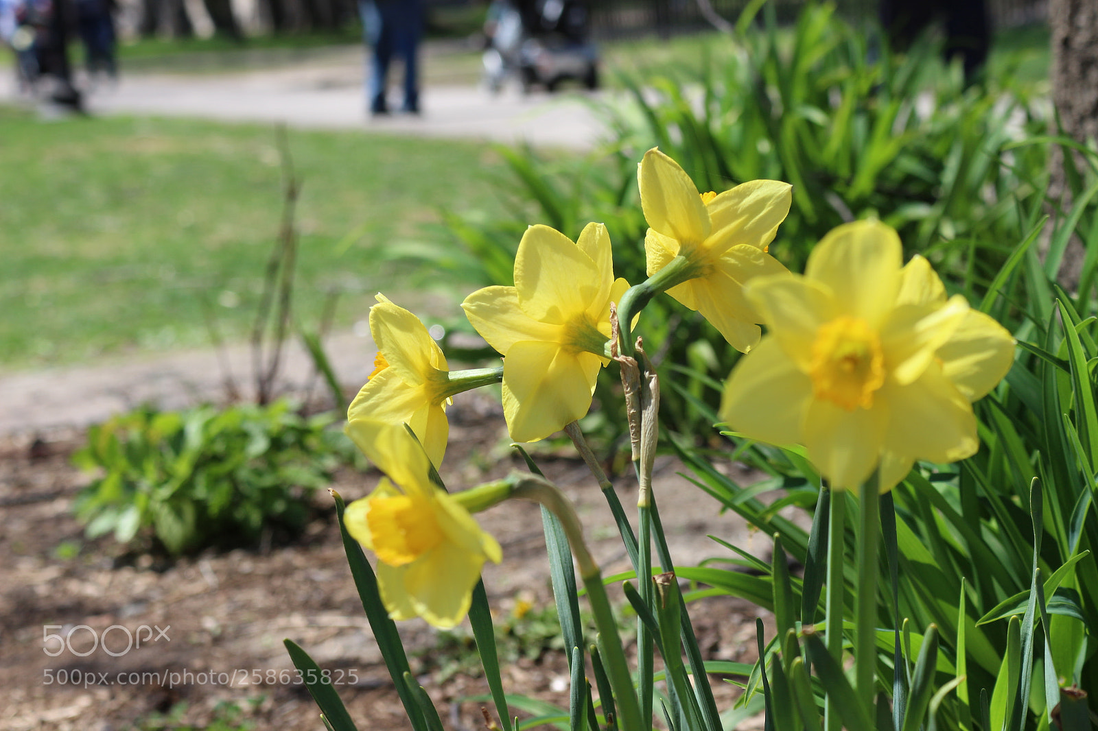 Canon EOS 700D (EOS Rebel T5i / EOS Kiss X7i) sample photo. Img photography