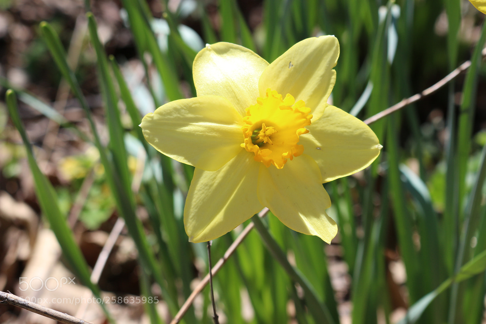 Canon EOS 700D (EOS Rebel T5i / EOS Kiss X7i) sample photo. Img photography