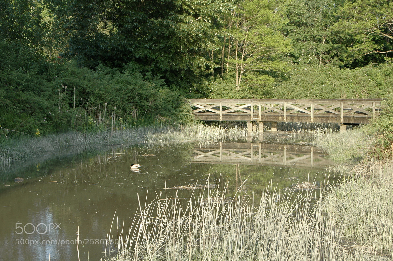 Nikon D70 sample photo. Fullsizeoutput f photography