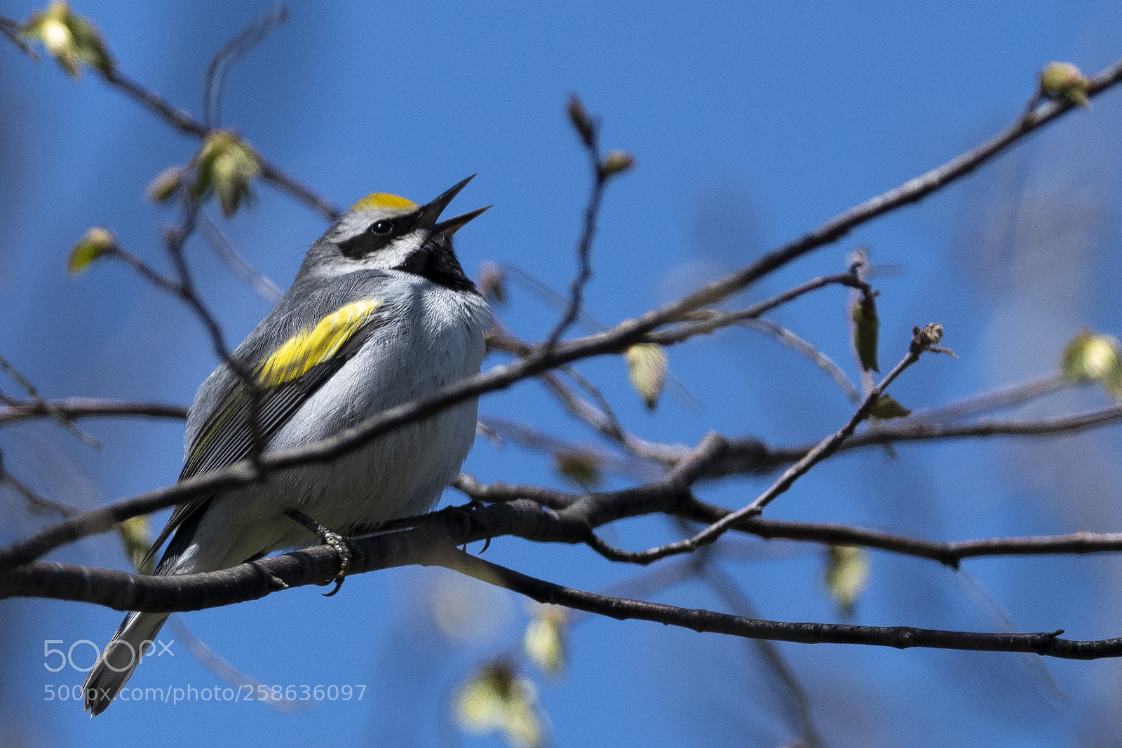 Nikon D850 sample photo. Golden wnged warbler photography