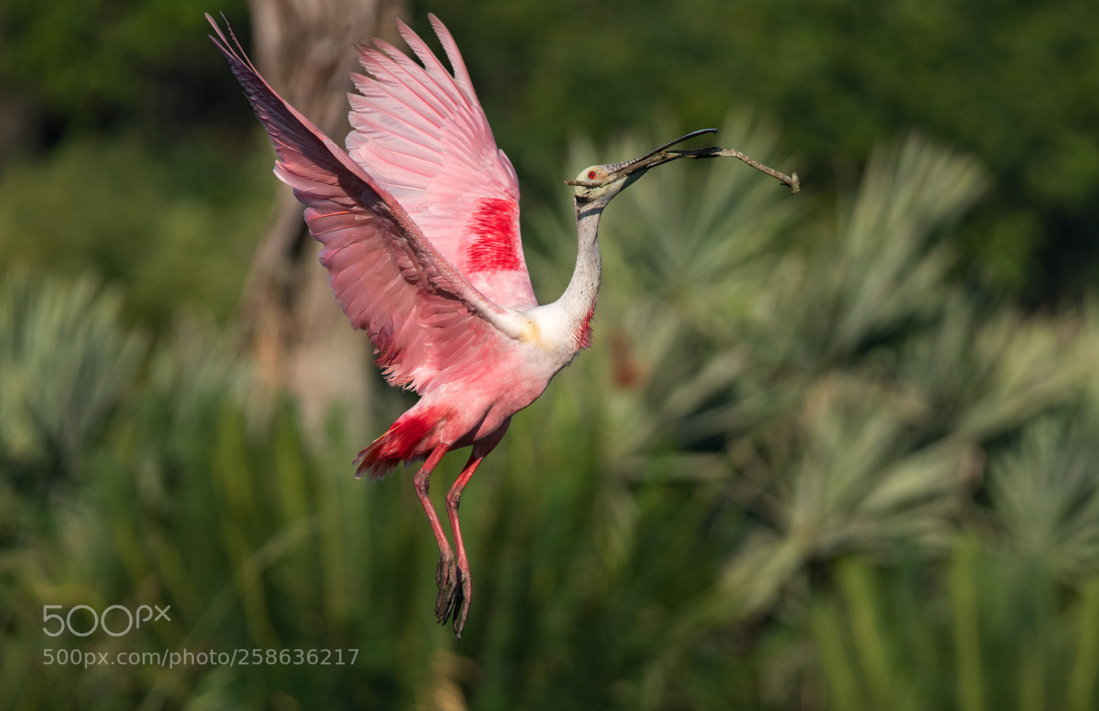 Sony a7R II sample photo. Roseate spoonbill launch photography
