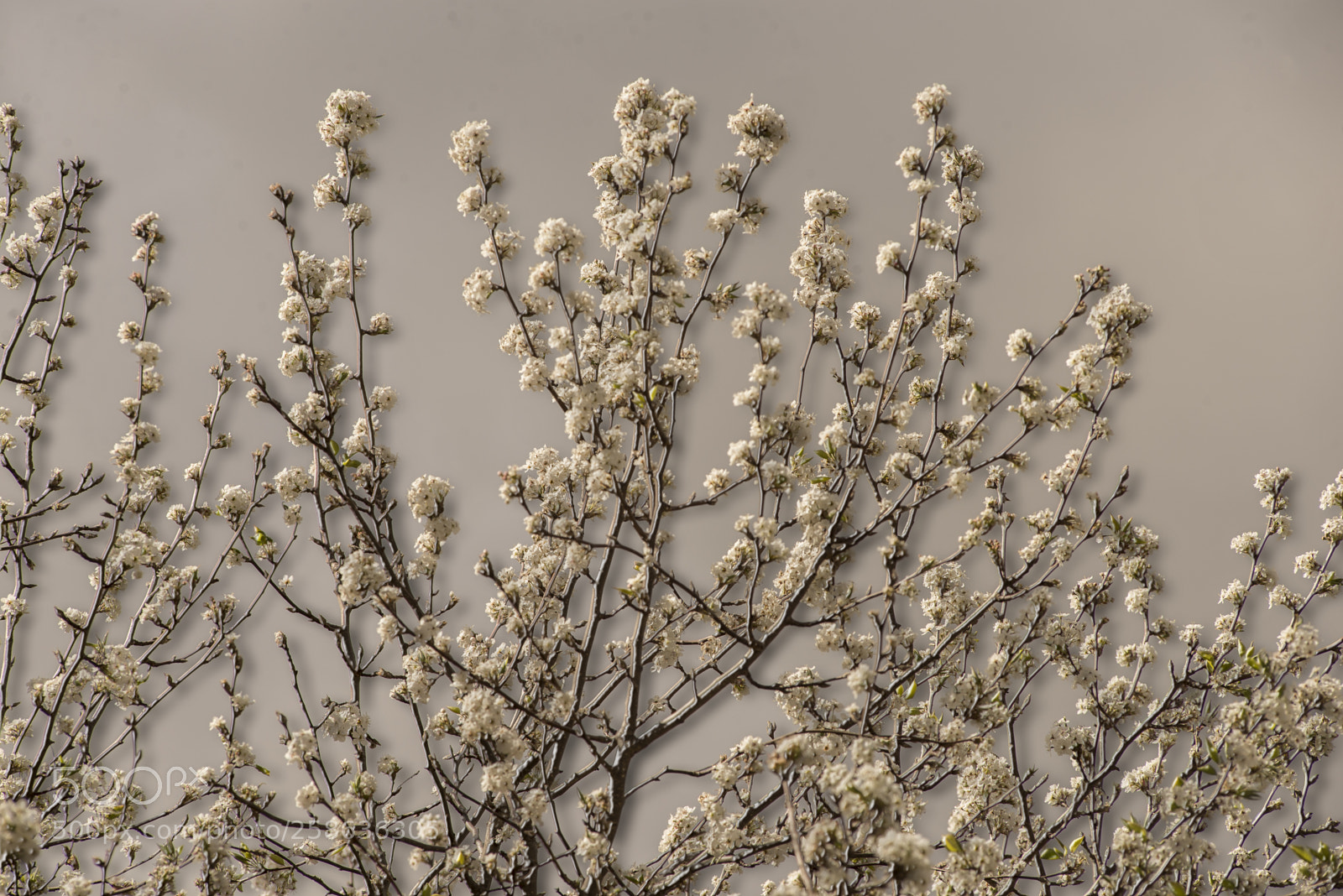 Nikon D600 sample photo. Cherry blossoms in 3d photography