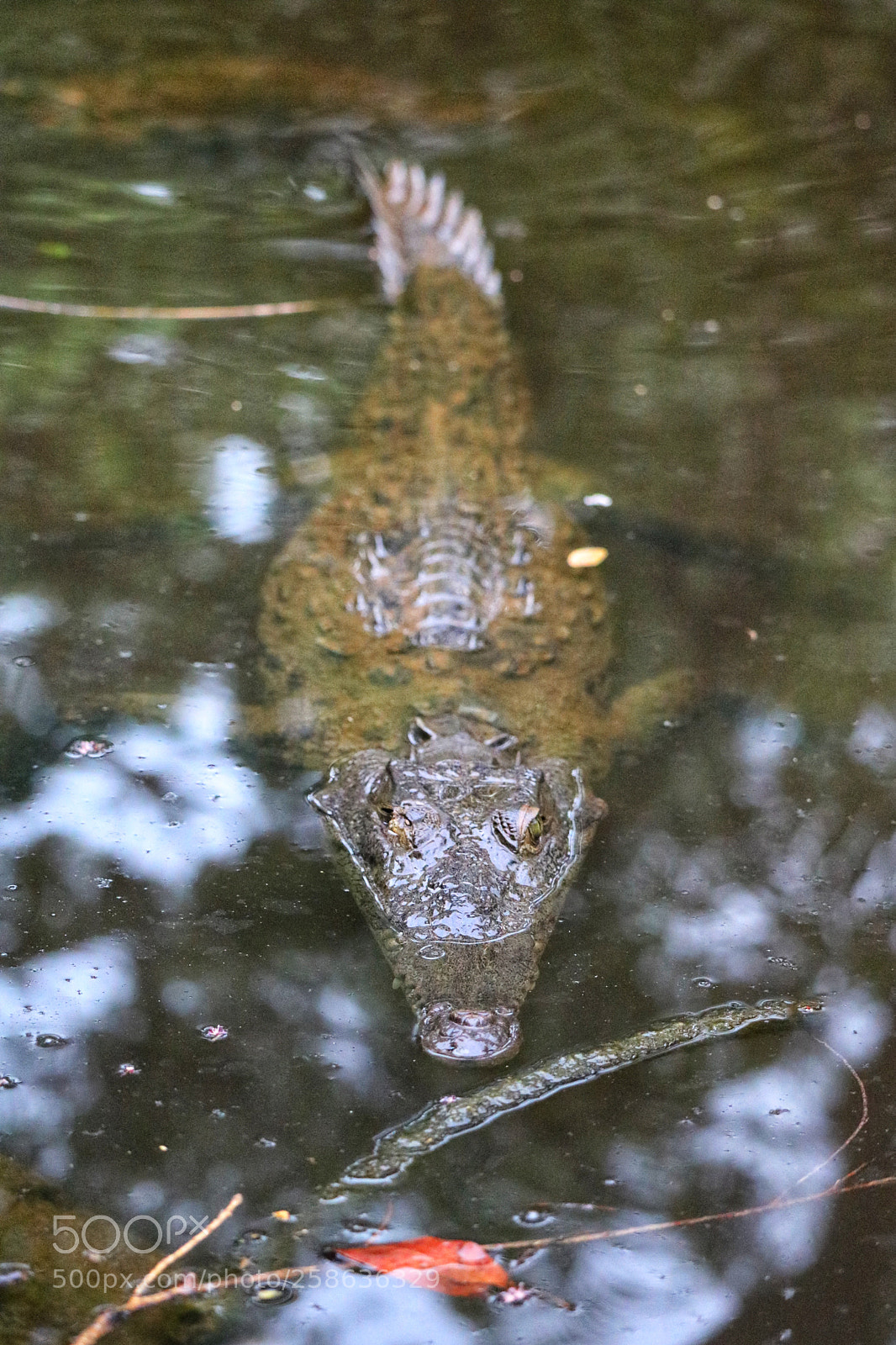 Canon EOS 750D (EOS Rebel T6i / EOS Kiss X8i) sample photo. Crocodile photography