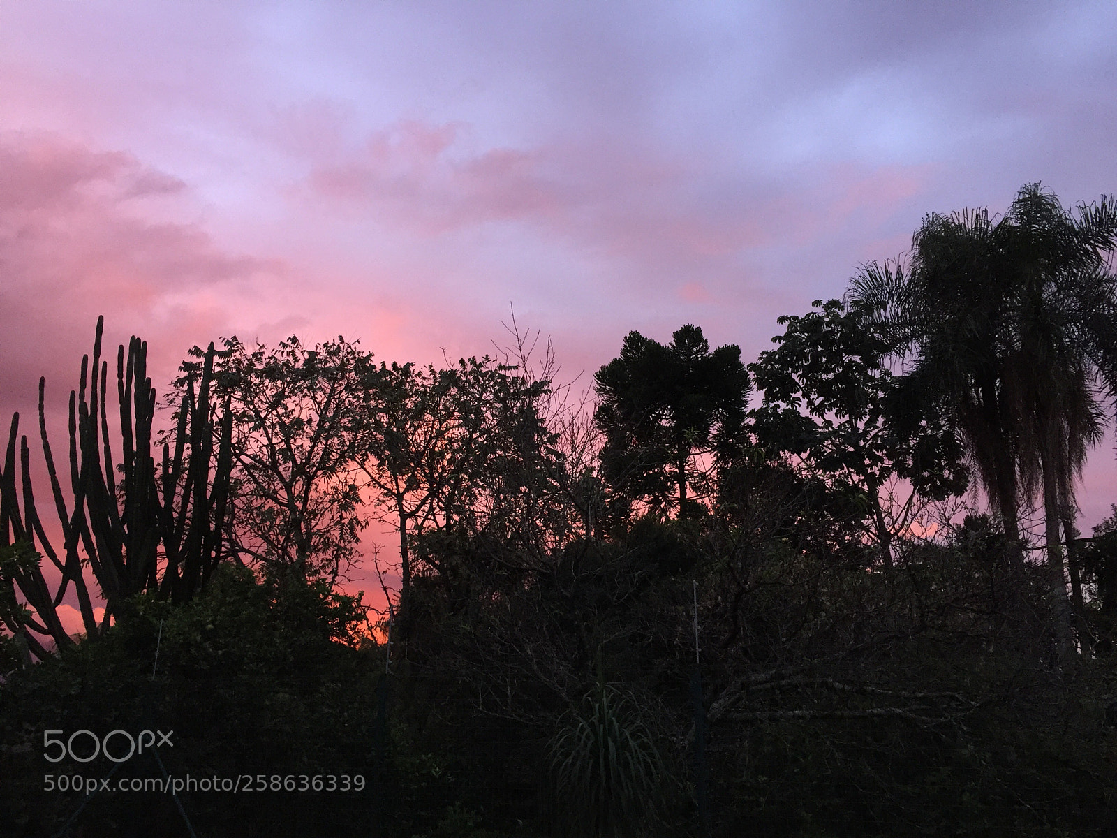 Apple iPhone 6 sample photo. Shades of pink photography