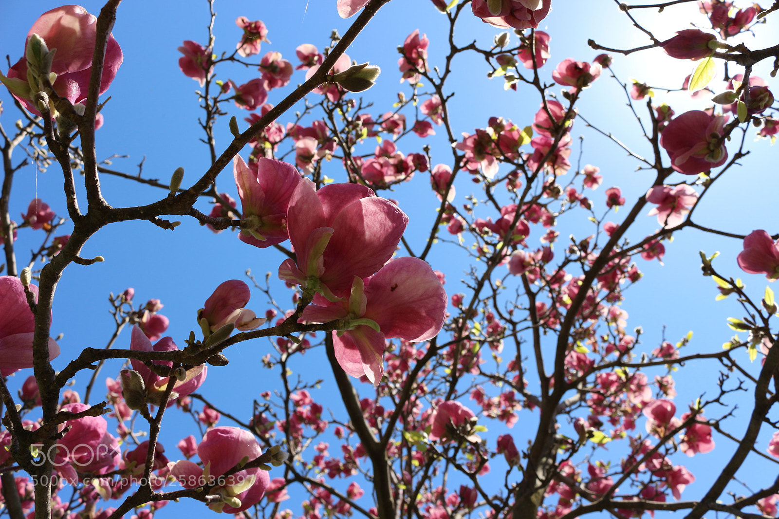 Canon EOS 700D (EOS Rebel T5i / EOS Kiss X7i) sample photo. Img photography