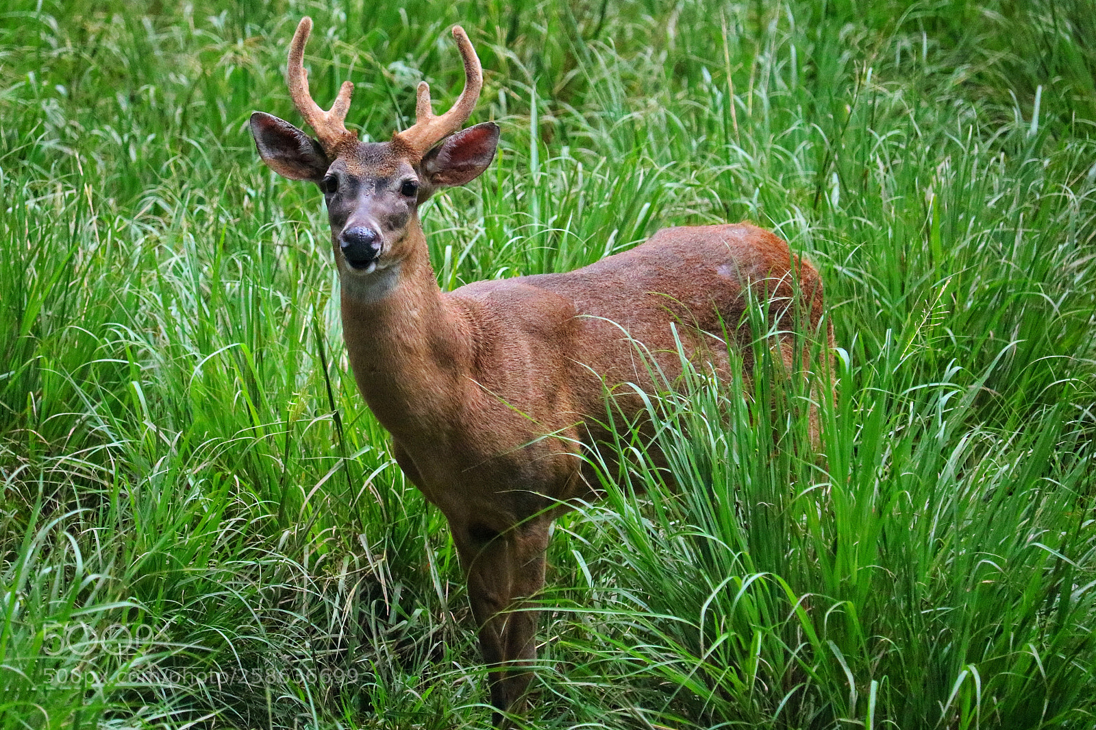 Canon EOS 750D (EOS Rebel T6i / EOS Kiss X8i) sample photo. Whitetail deer photography