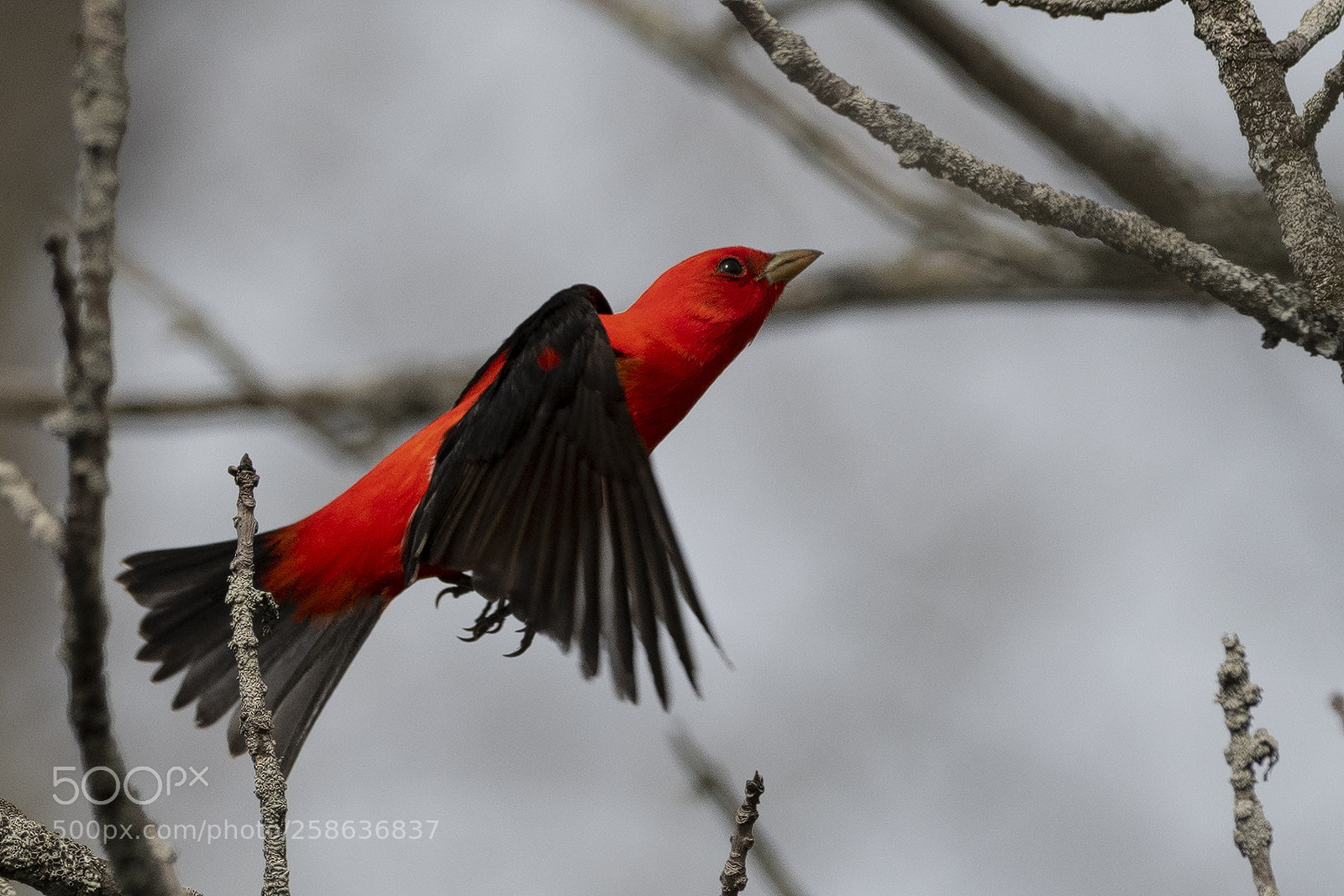 Nikon D850 sample photo. Scarlet tanager photography