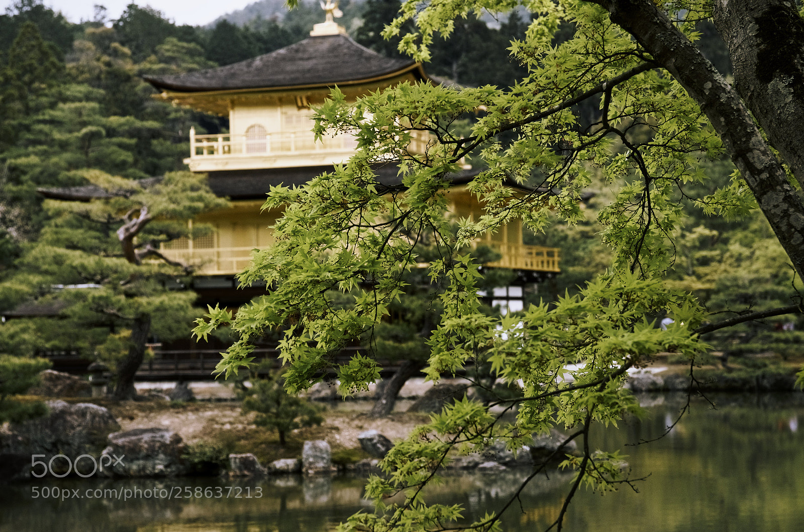 Pentax K-5 sample photo. Maple photography