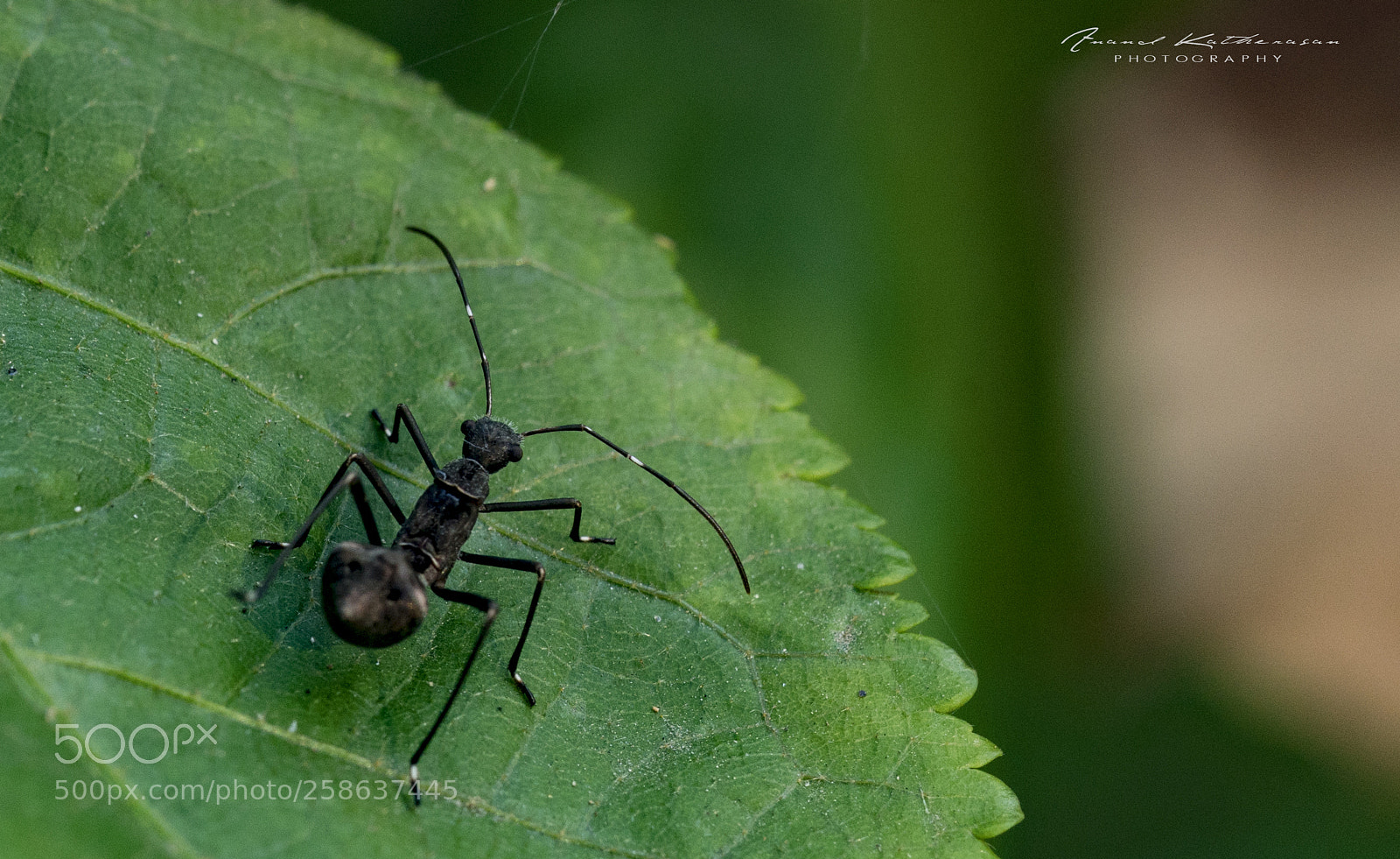 Sony a7R II sample photo. Black ant photography