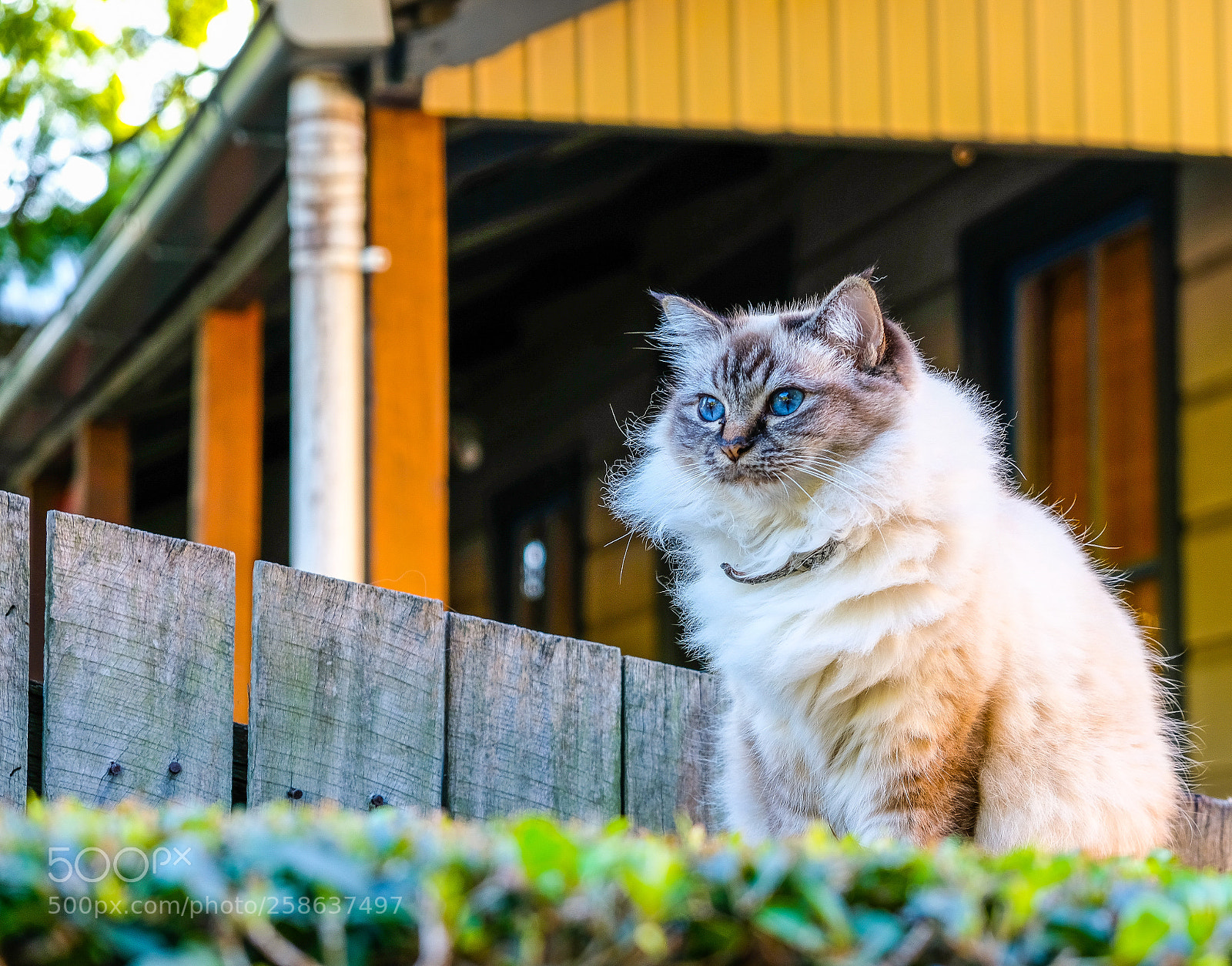 Fujifilm X-T20 sample photo. Aussie cat photography