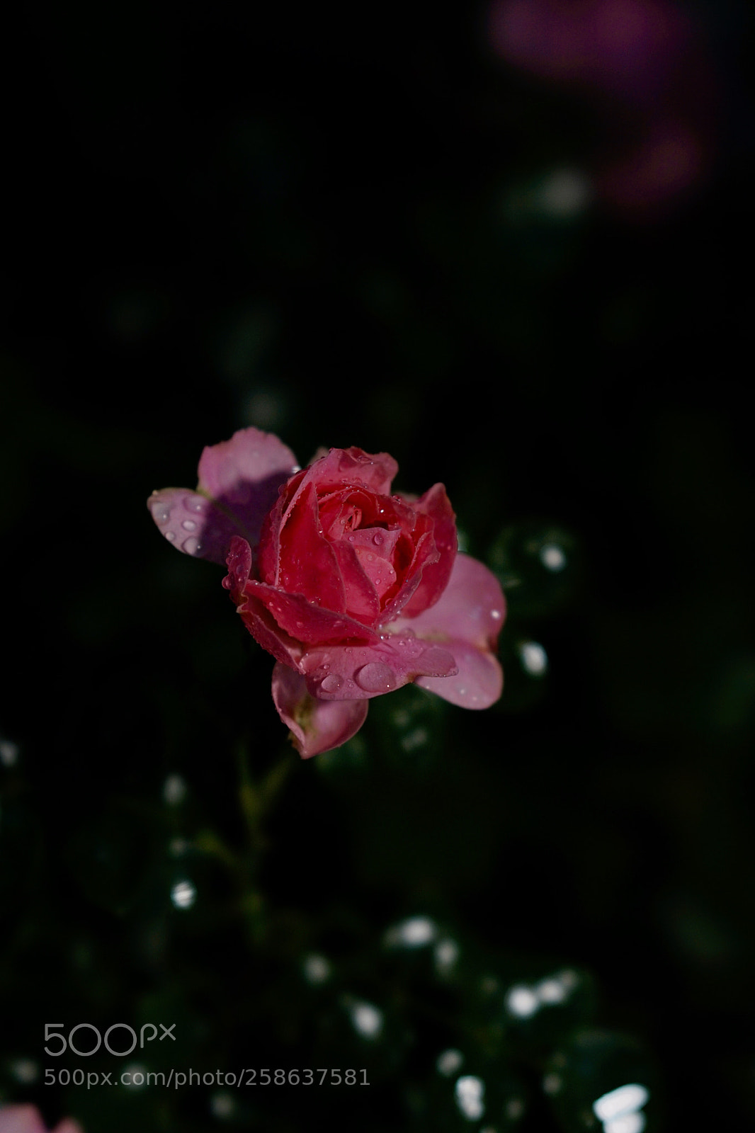 Sony a7 II sample photo. 雨之润 photography