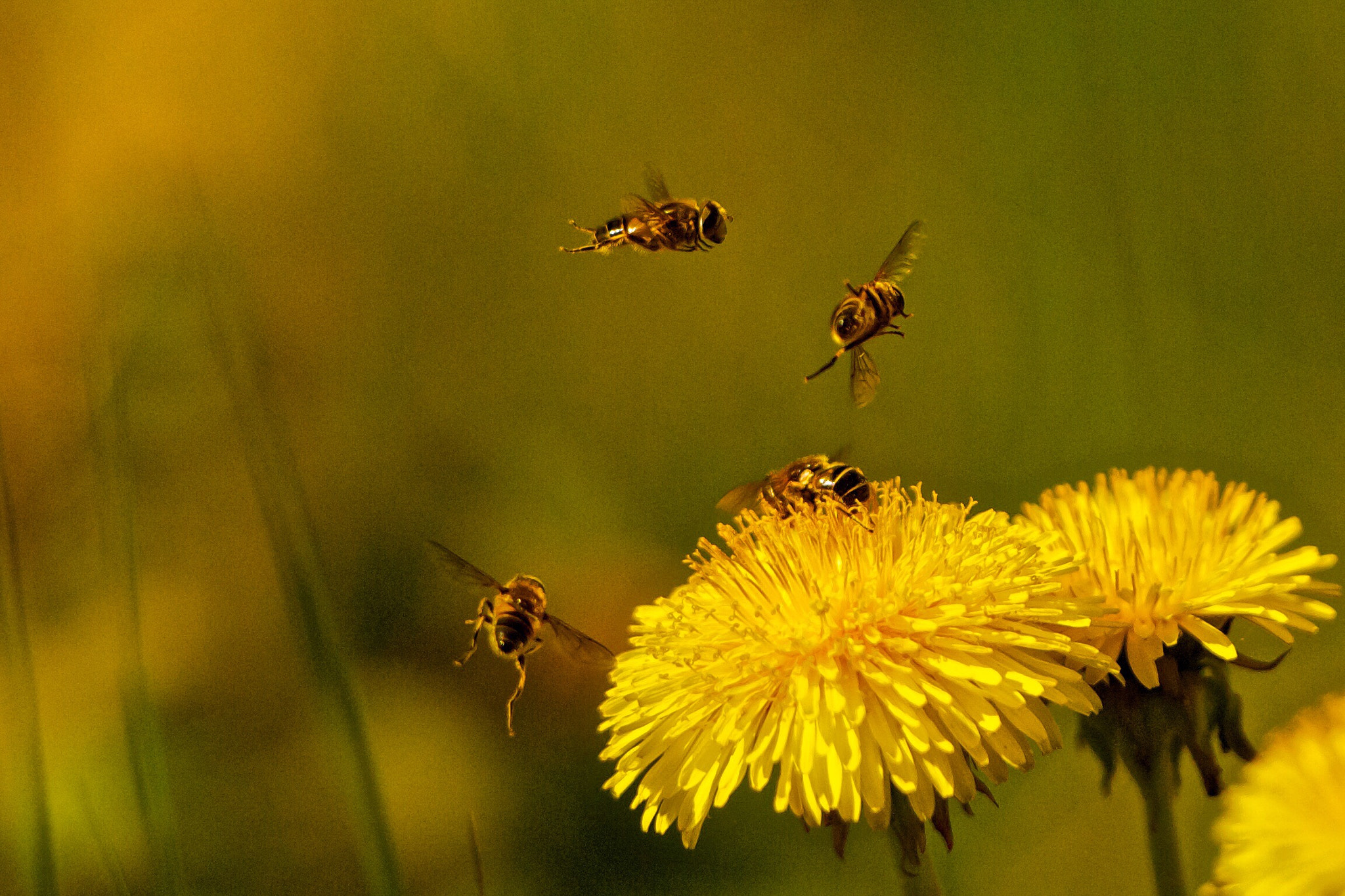 Nikon D2Xs sample photo. Battle of dandelion. photography