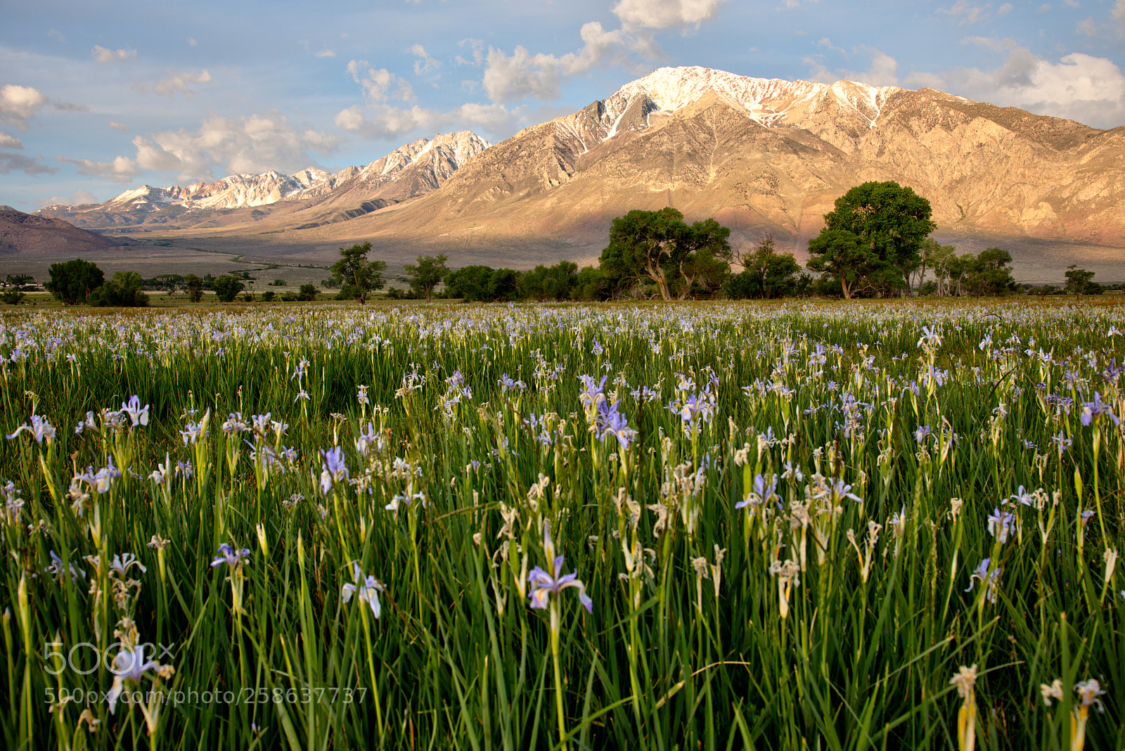 Canon EF 24-105mm F4L IS USM sample photo. Wild iris photography