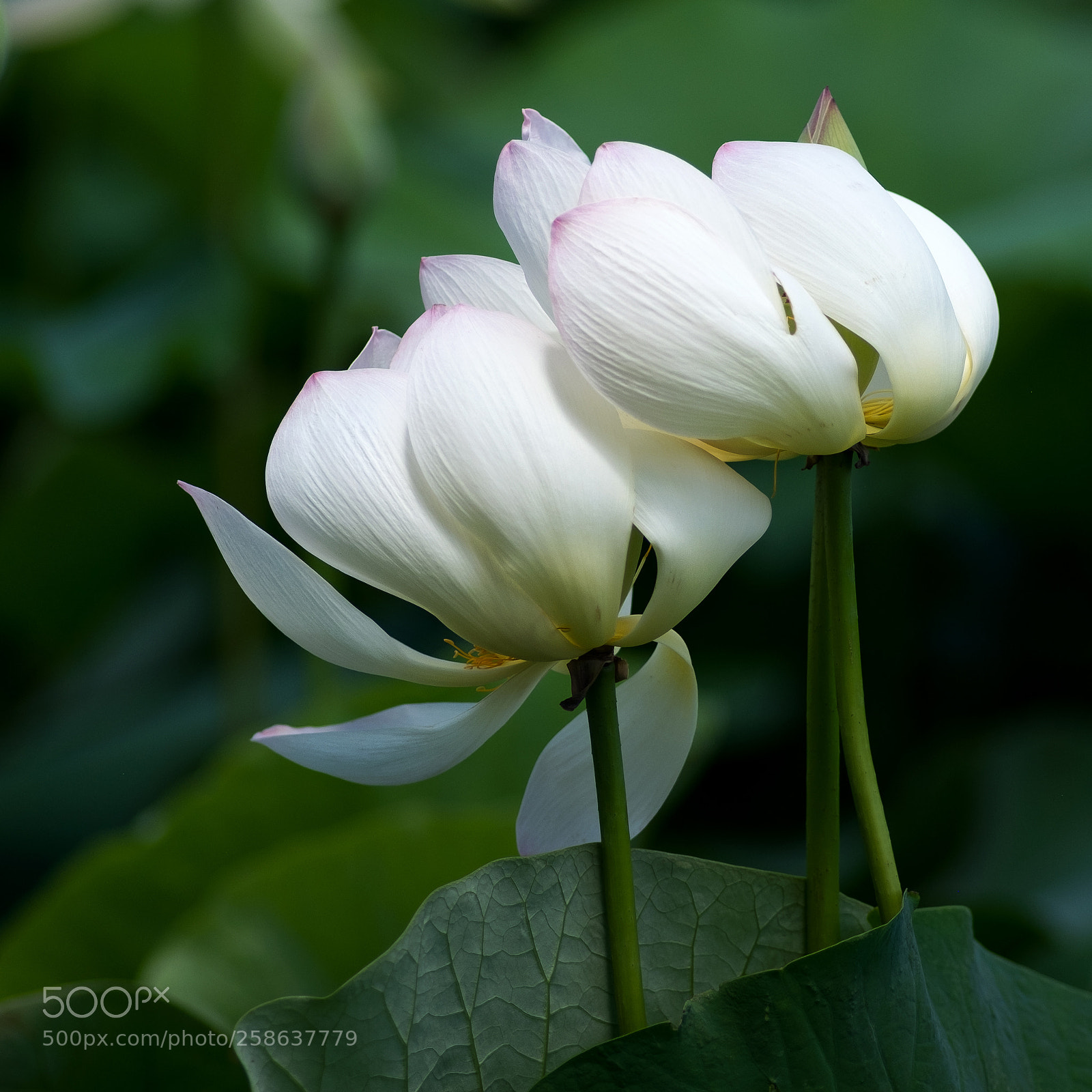 Fujifilm X-Pro1 sample photo. Together photography