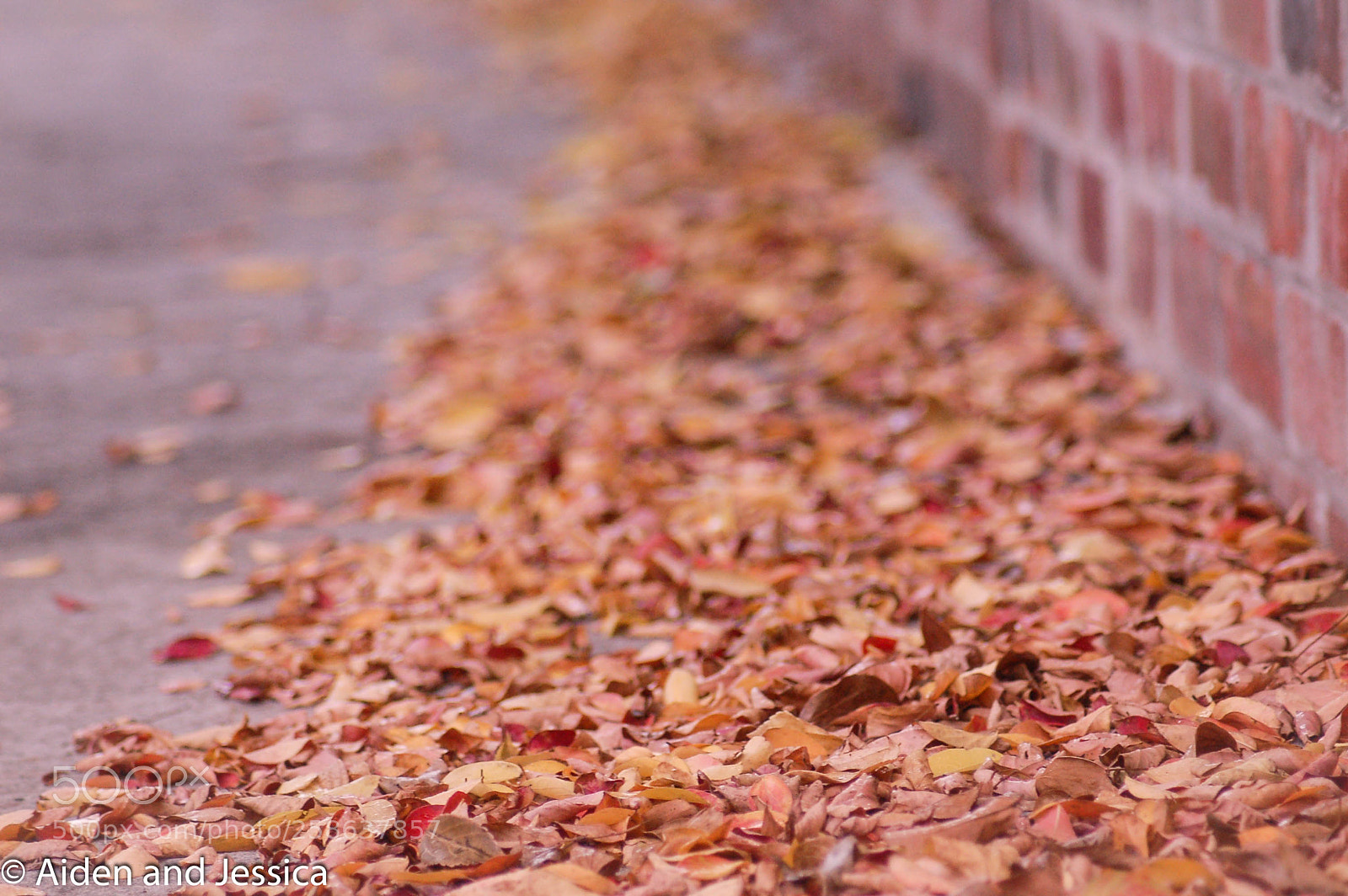 Nikon D50 sample photo. **leaf me alone** photography