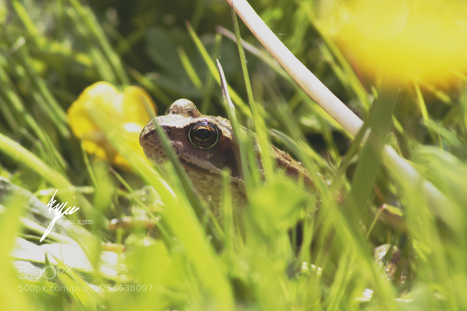 Canon EOS 750D (EOS Rebel T6i / EOS Kiss X8i) sample photo. A little frog photography