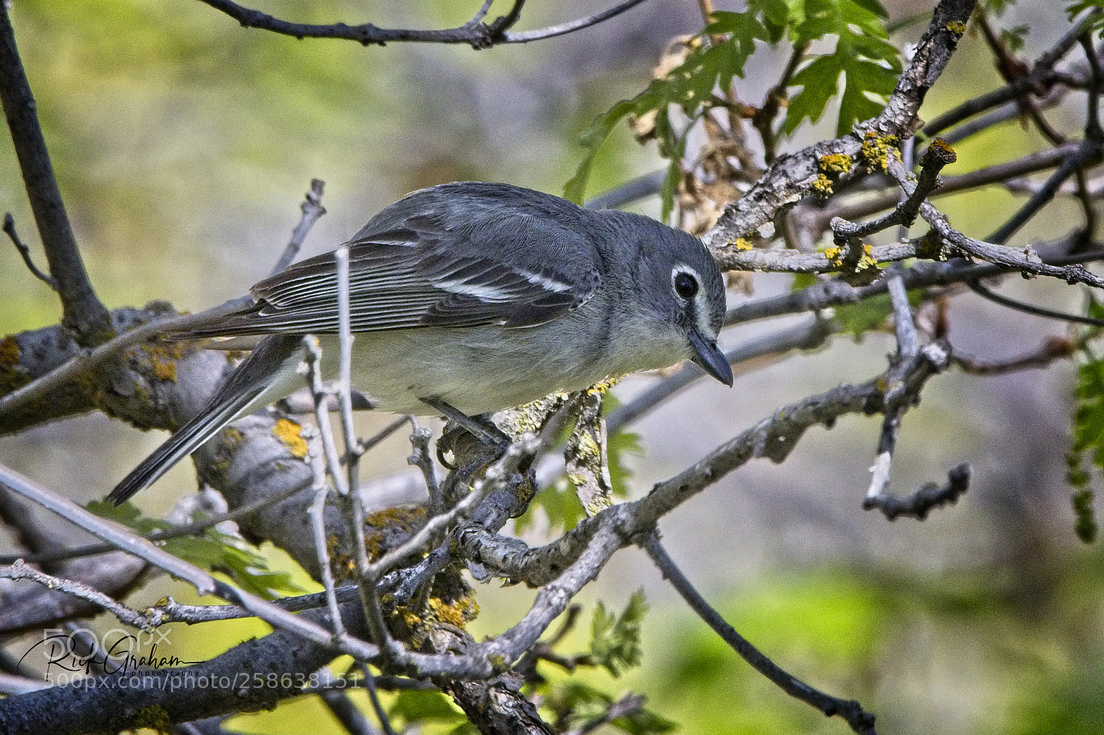 Canon EOS 80D sample photo. Plumbeous vireo photography