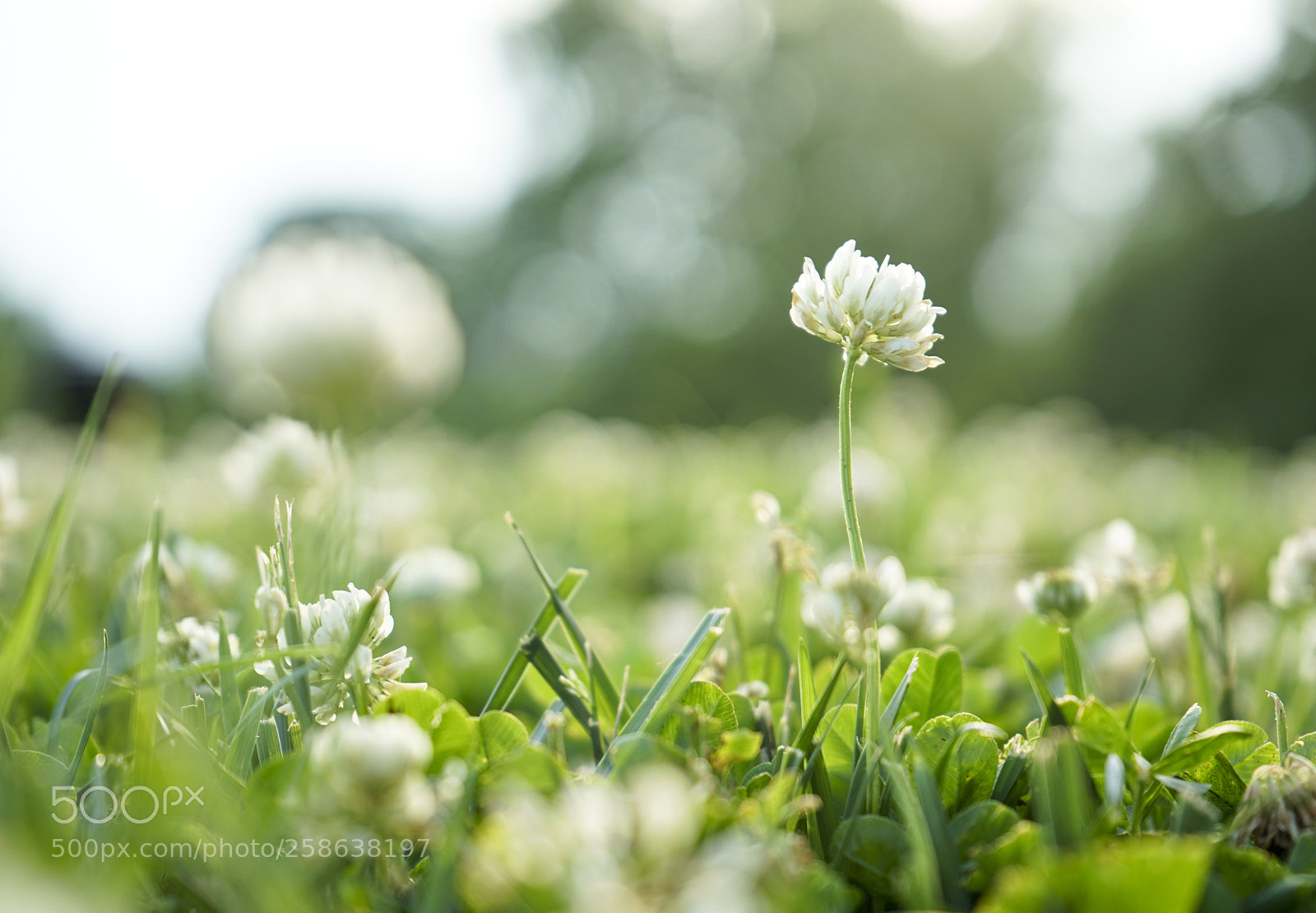 Sony a7 II sample photo. Flora photography