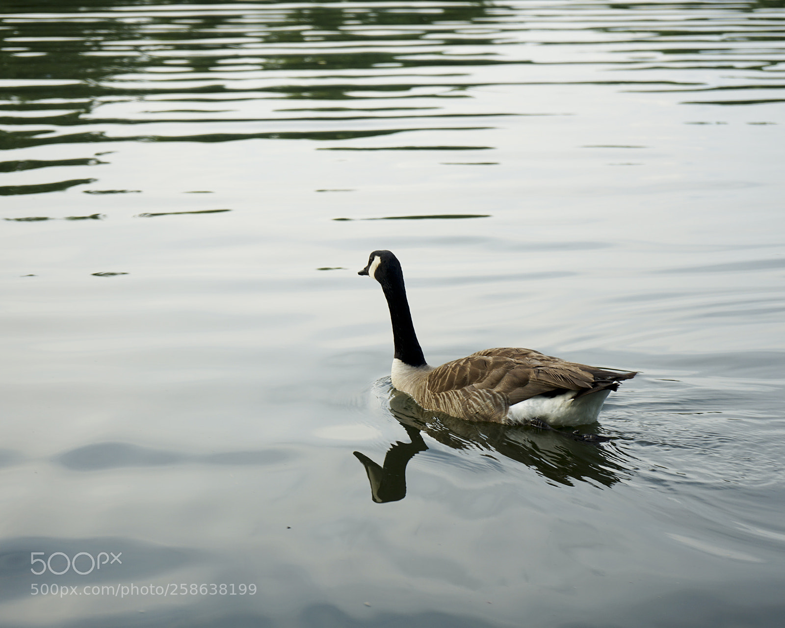 Sony a7 II sample photo. Duck...duck... photography