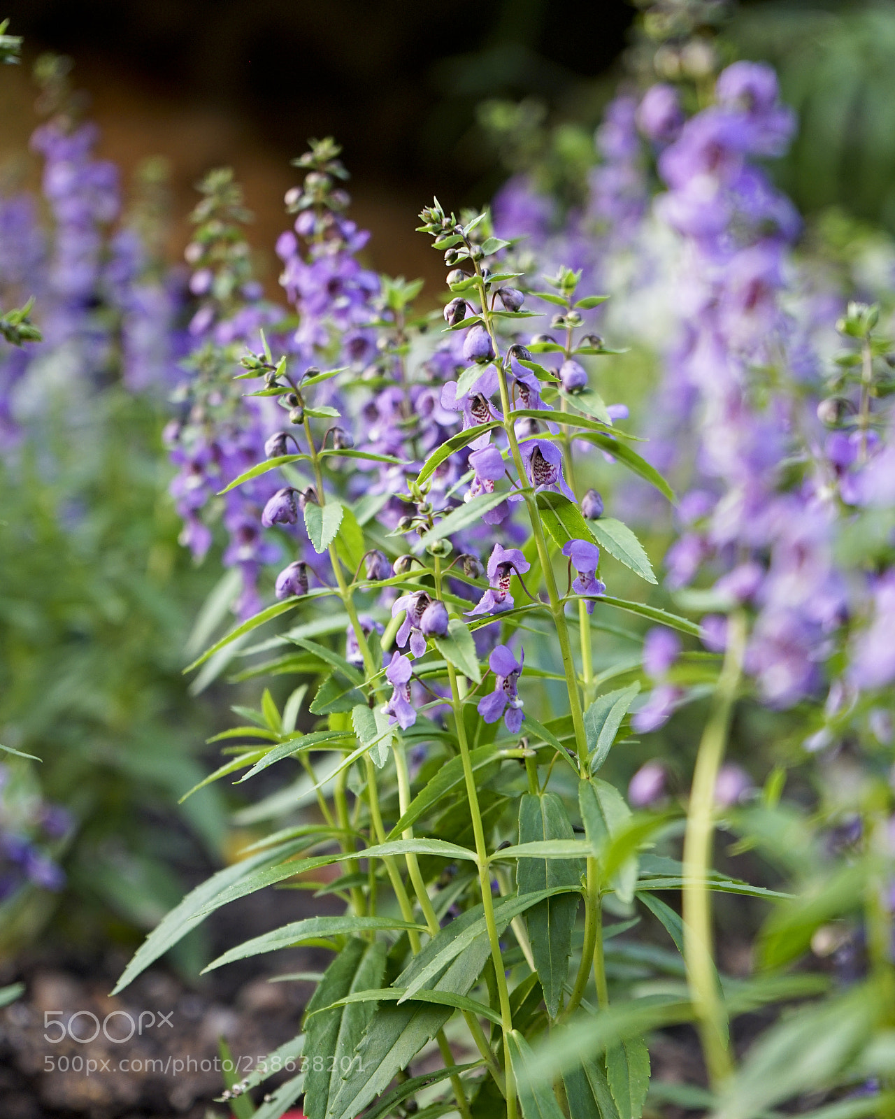 Sony a7 II sample photo. Flora photography