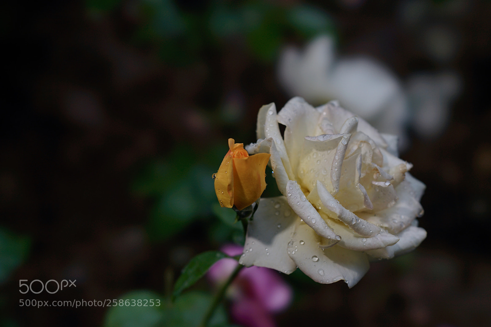 Sony a7 II sample photo. 依偎 photography