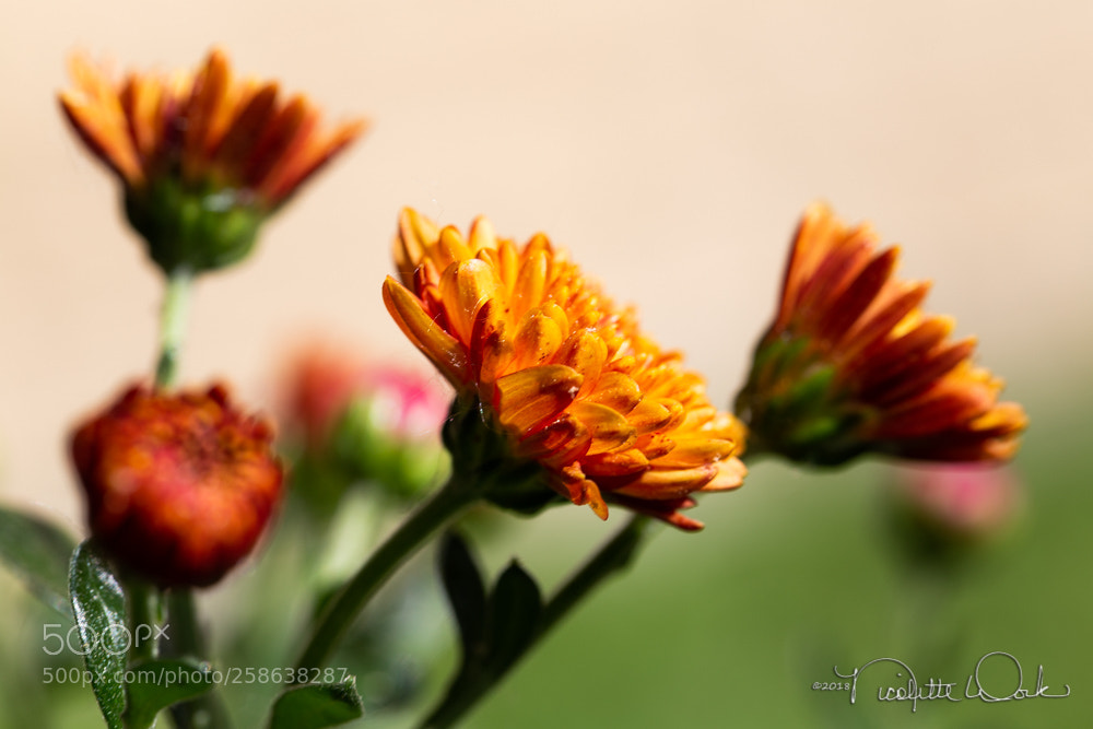 Canon EOS 6D sample photo. Mums photography