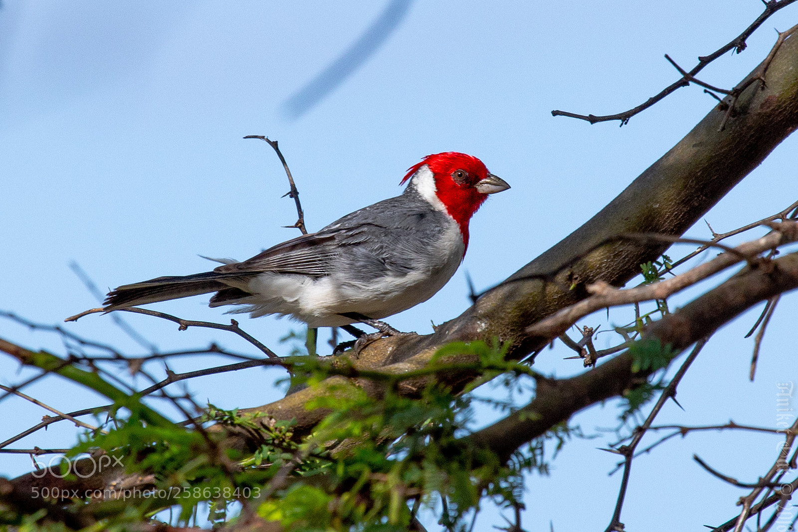 Canon EOS 5D Mark IV sample photo. Red-crested cardinal photography