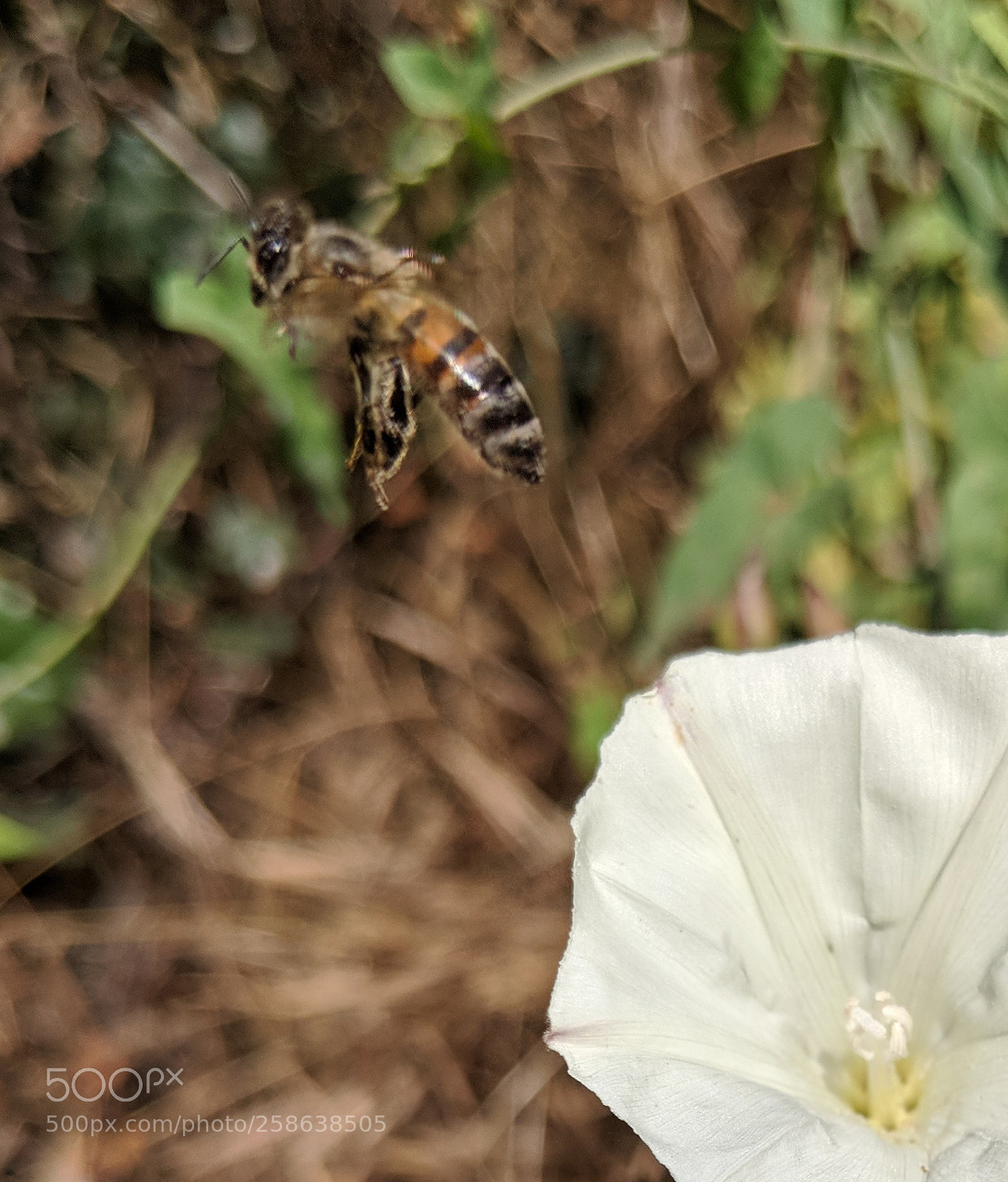 Google Pixel 2 XL sample photo. Untitled photography