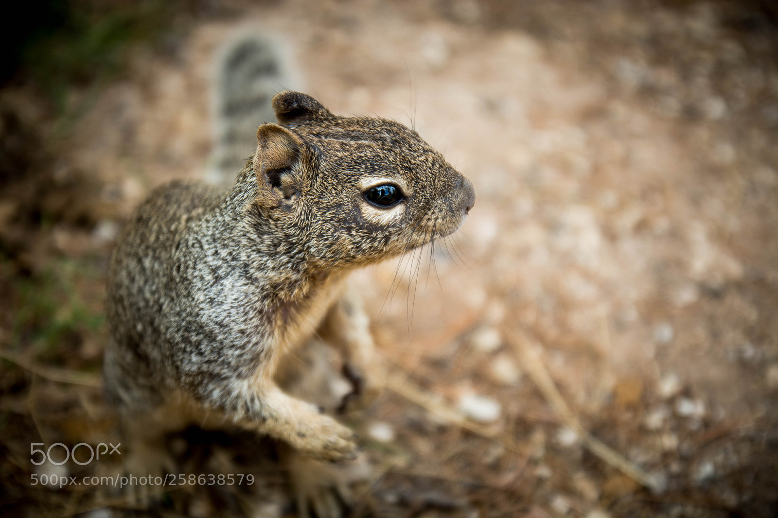 Nikon D7100 sample photo. Squirrel photography