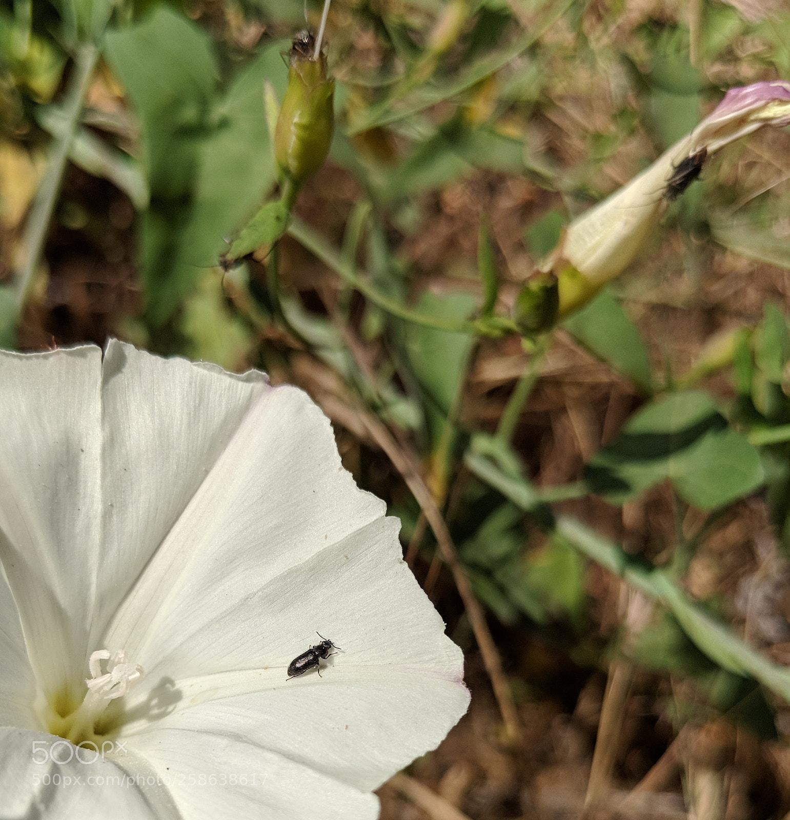 Google Pixel 2 XL sample photo. Untitled photography