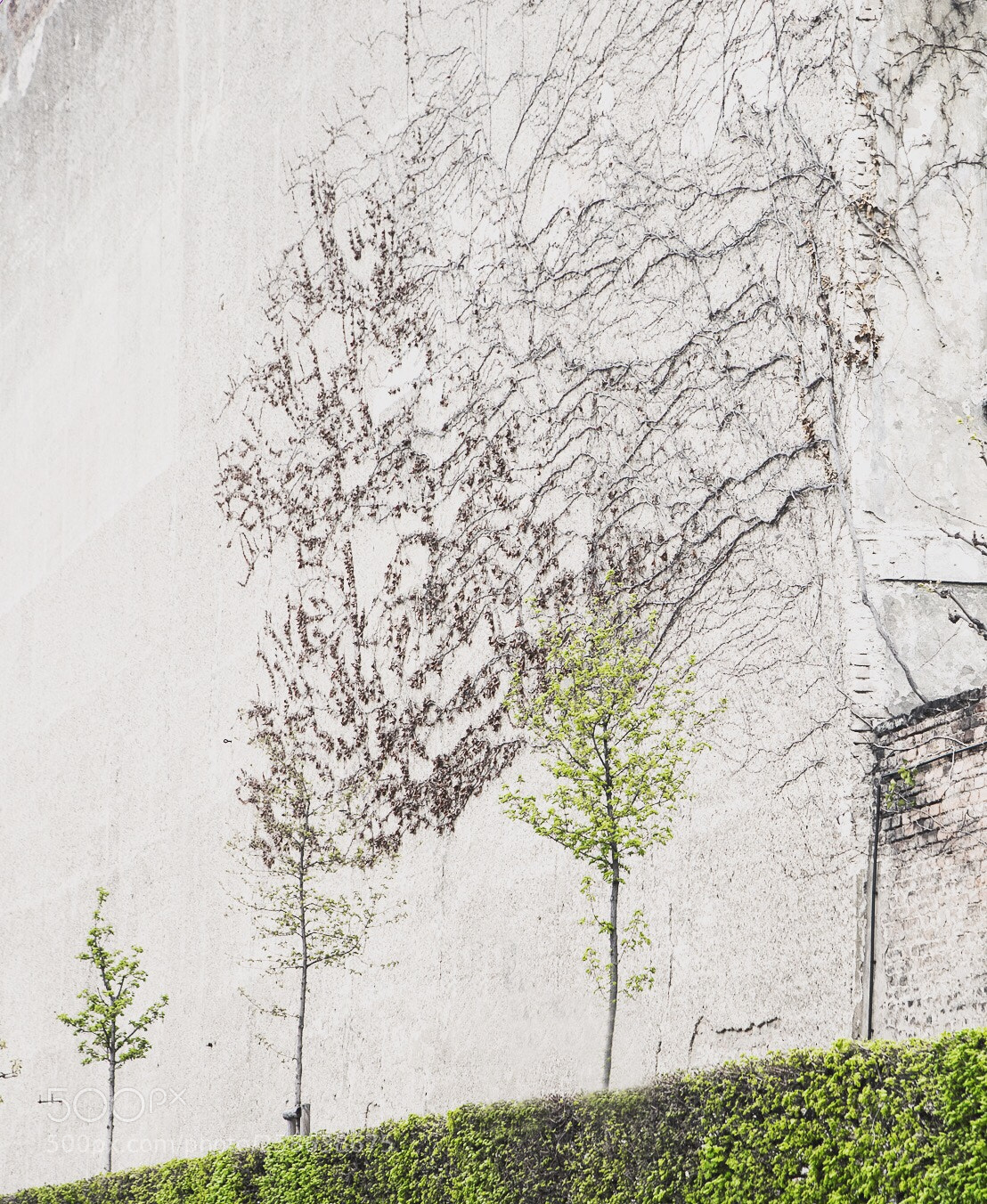 Canon EOS 5D Mark IV sample photo. The wall - vienna photography