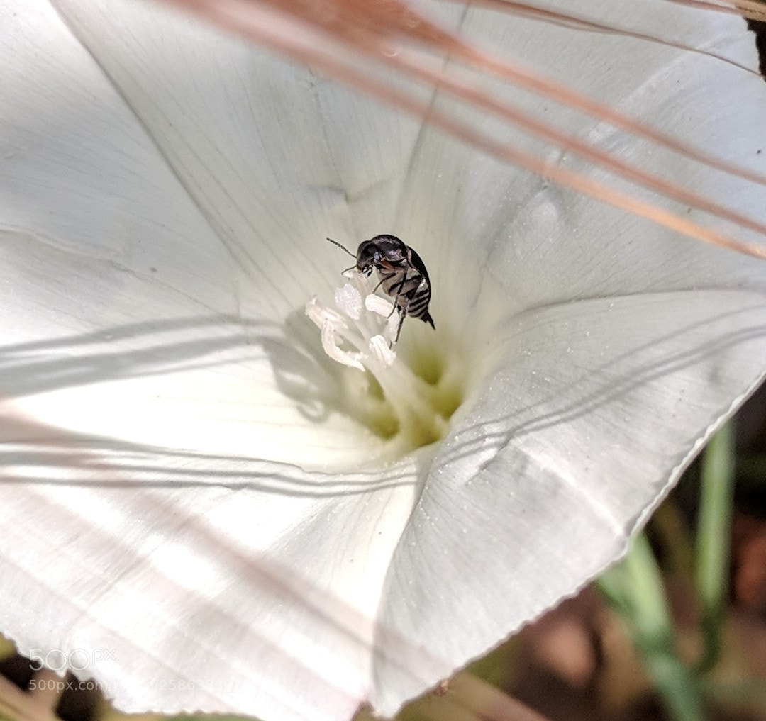 Google Pixel 2 XL sample photo. Untitled photography