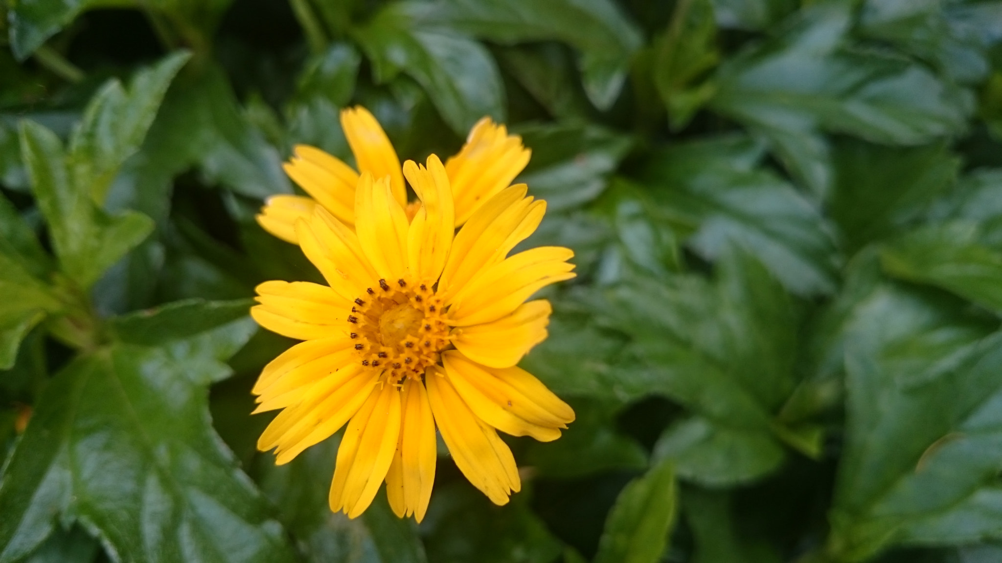 Sony Xperia Z2 sample photo. Photos photography