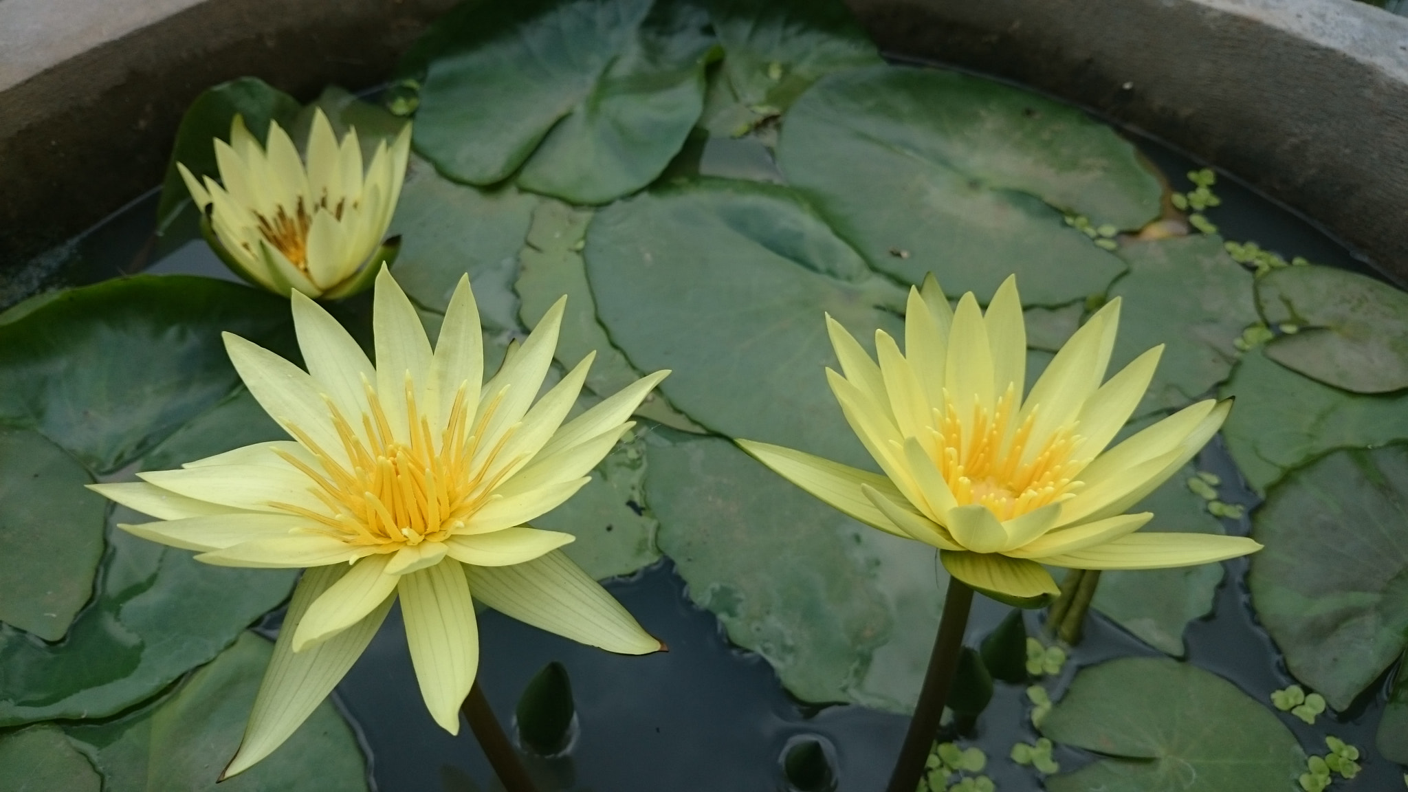 Sony Xperia Z2 sample photo. Photos photography
