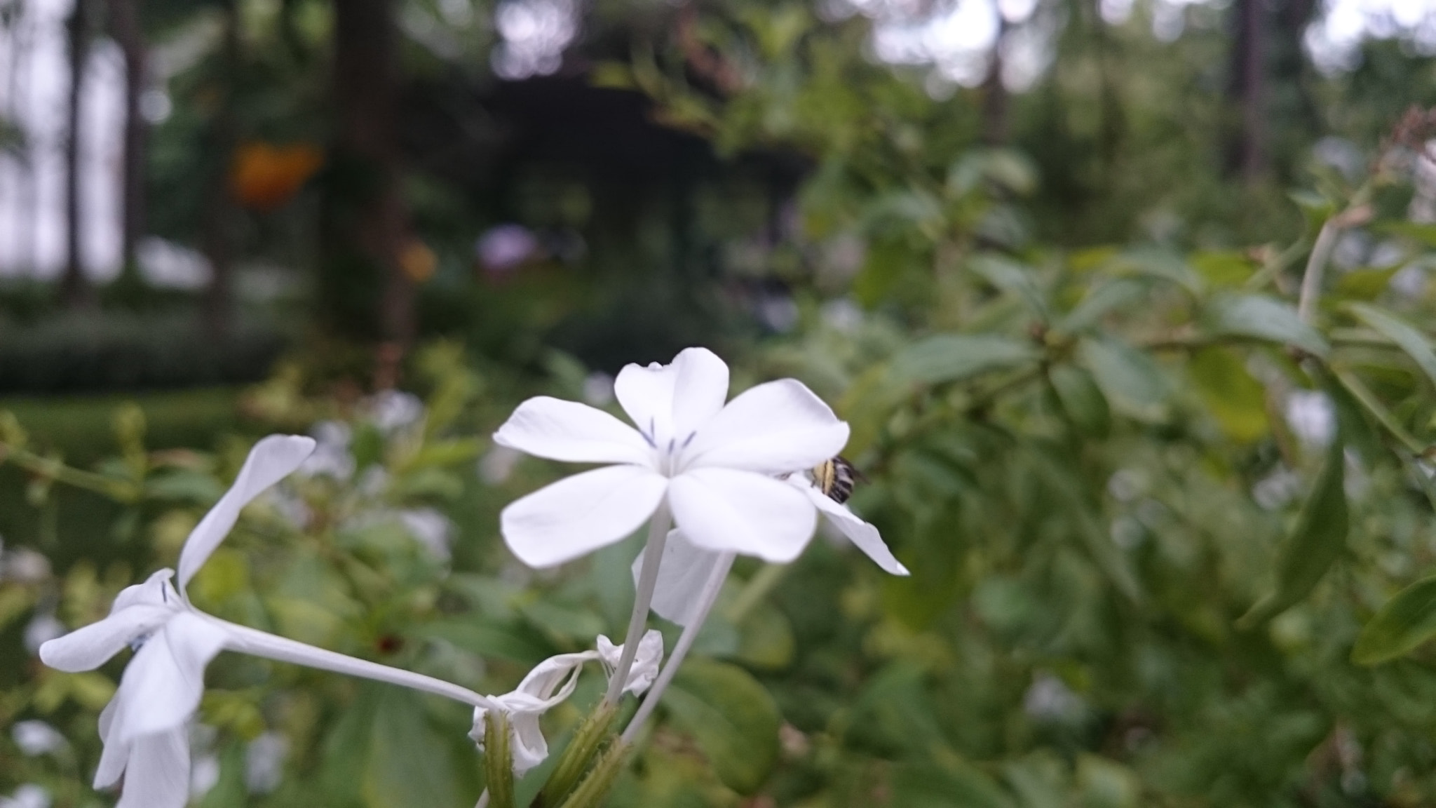 Sony Xperia Z2 sample photo. Photos photography