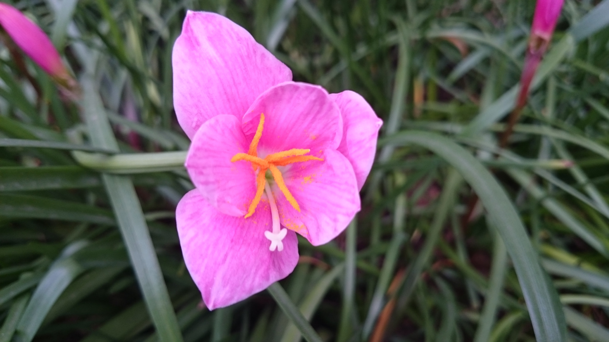 Sony Xperia Z2 sample photo. Photos photography