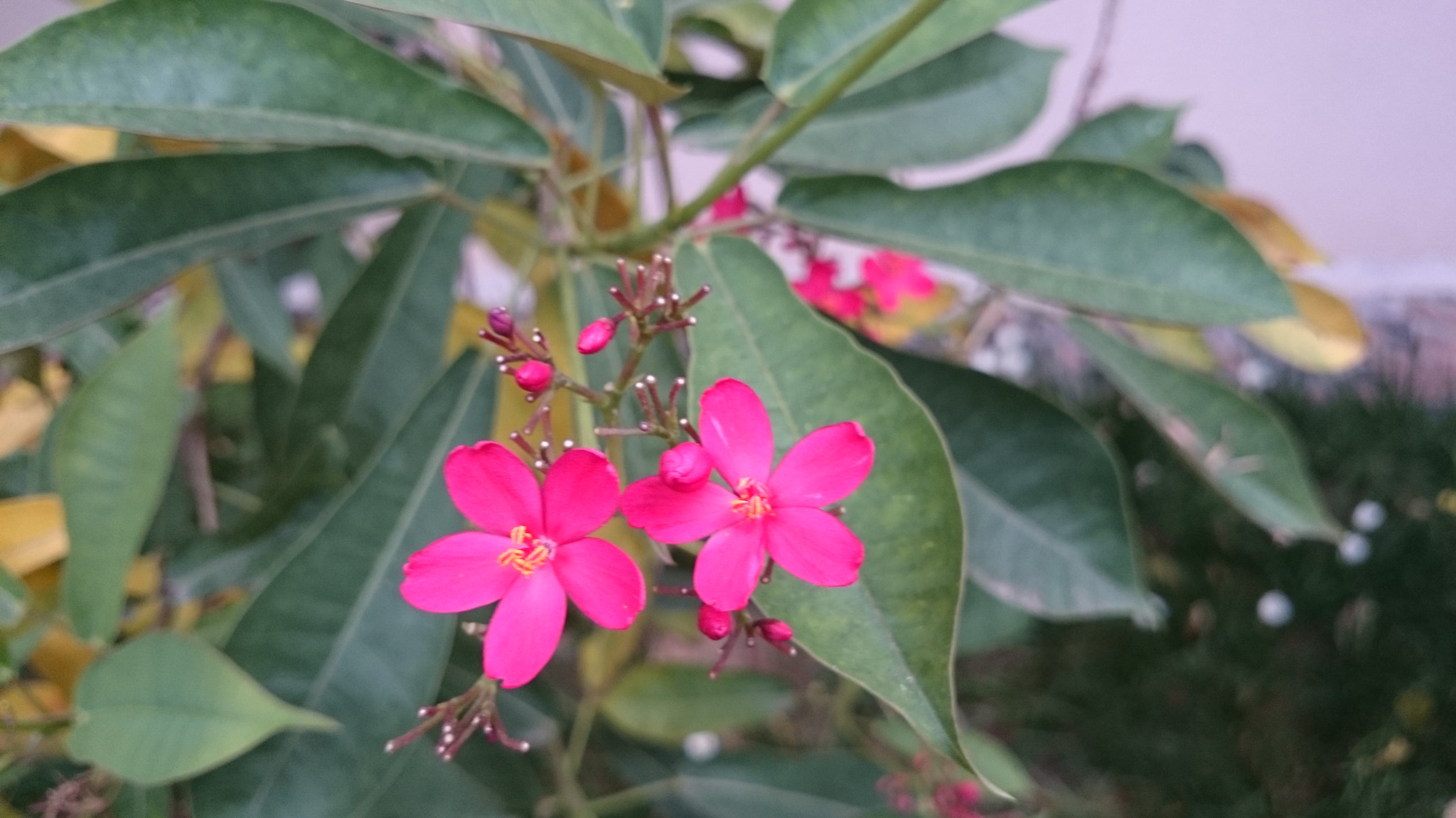 Sony Xperia Z2 sample photo. Photos photography