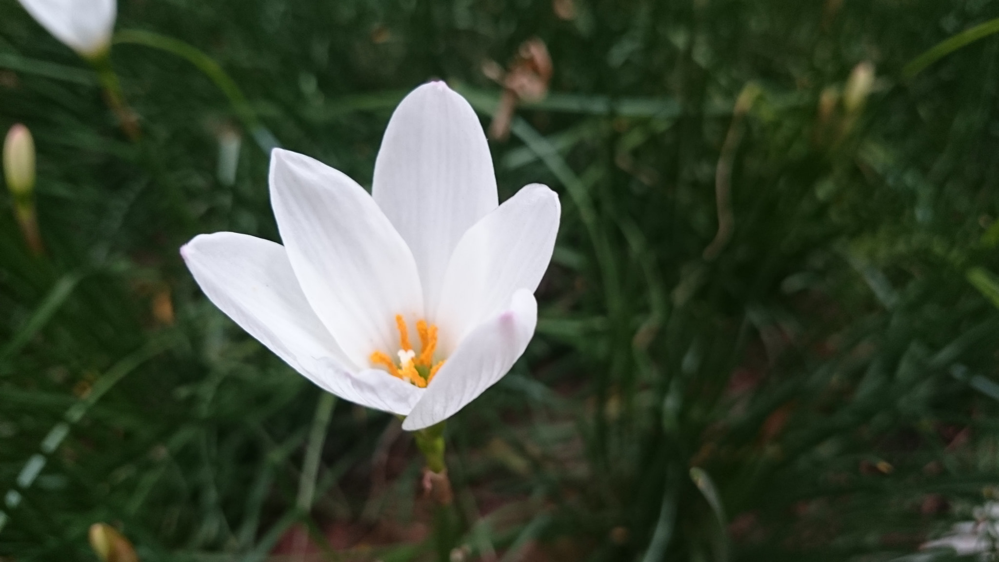 Sony Xperia Z2 sample photo. Photos photography