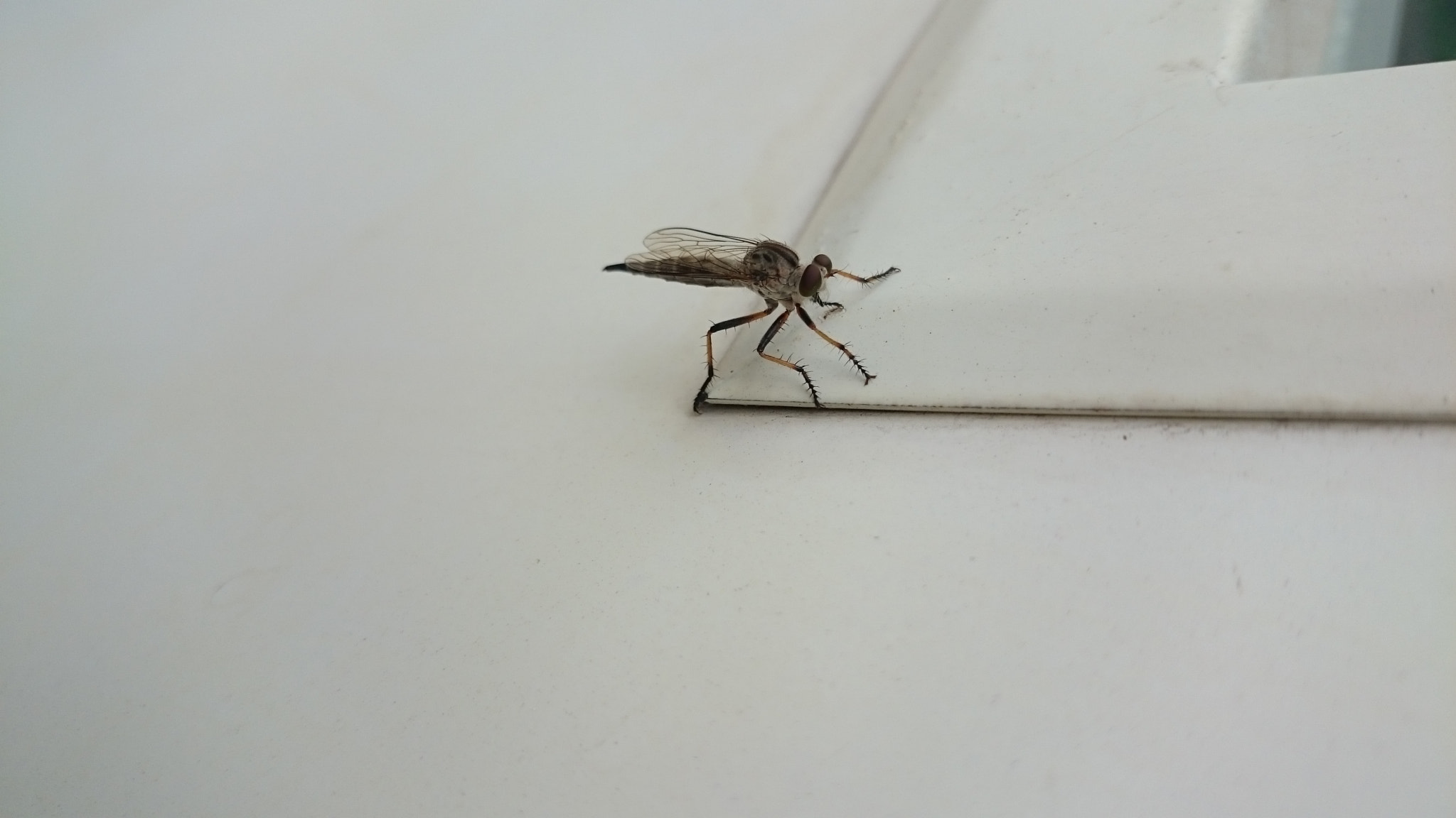 Sony Xperia Z2 sample photo. Photos photography