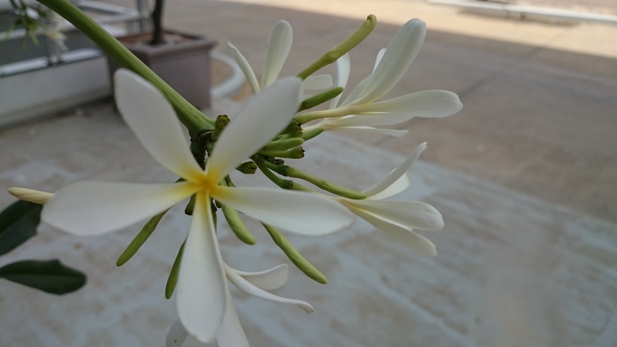 Sony Xperia Z2 sample photo. Photos photography