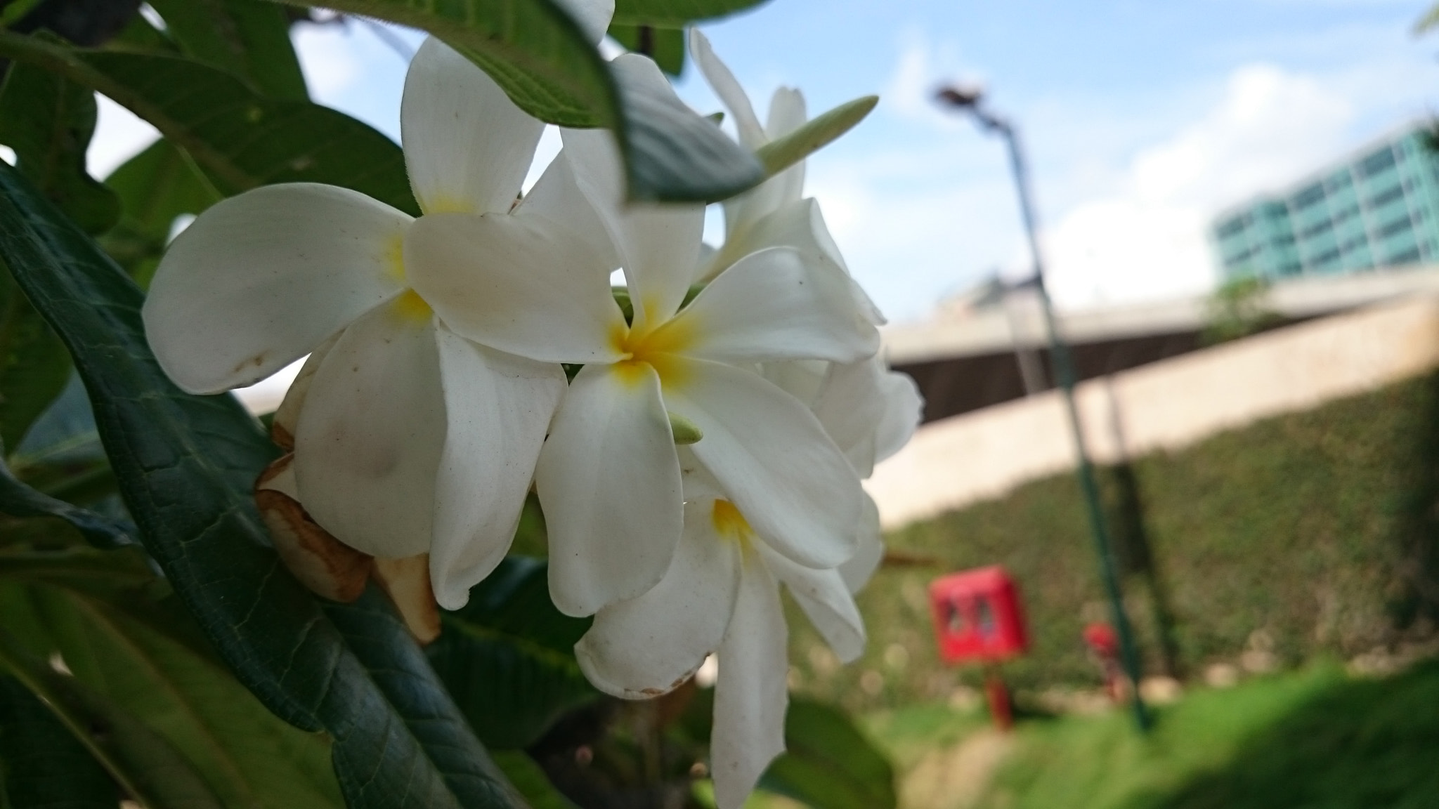 Sony Xperia Z2 sample photo. Photos photography