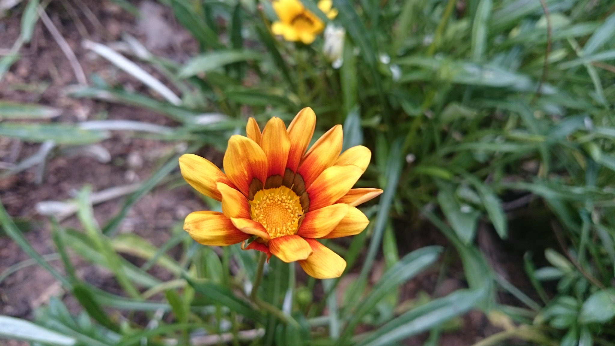 Sony Xperia Z2 sample photo. Photos photography