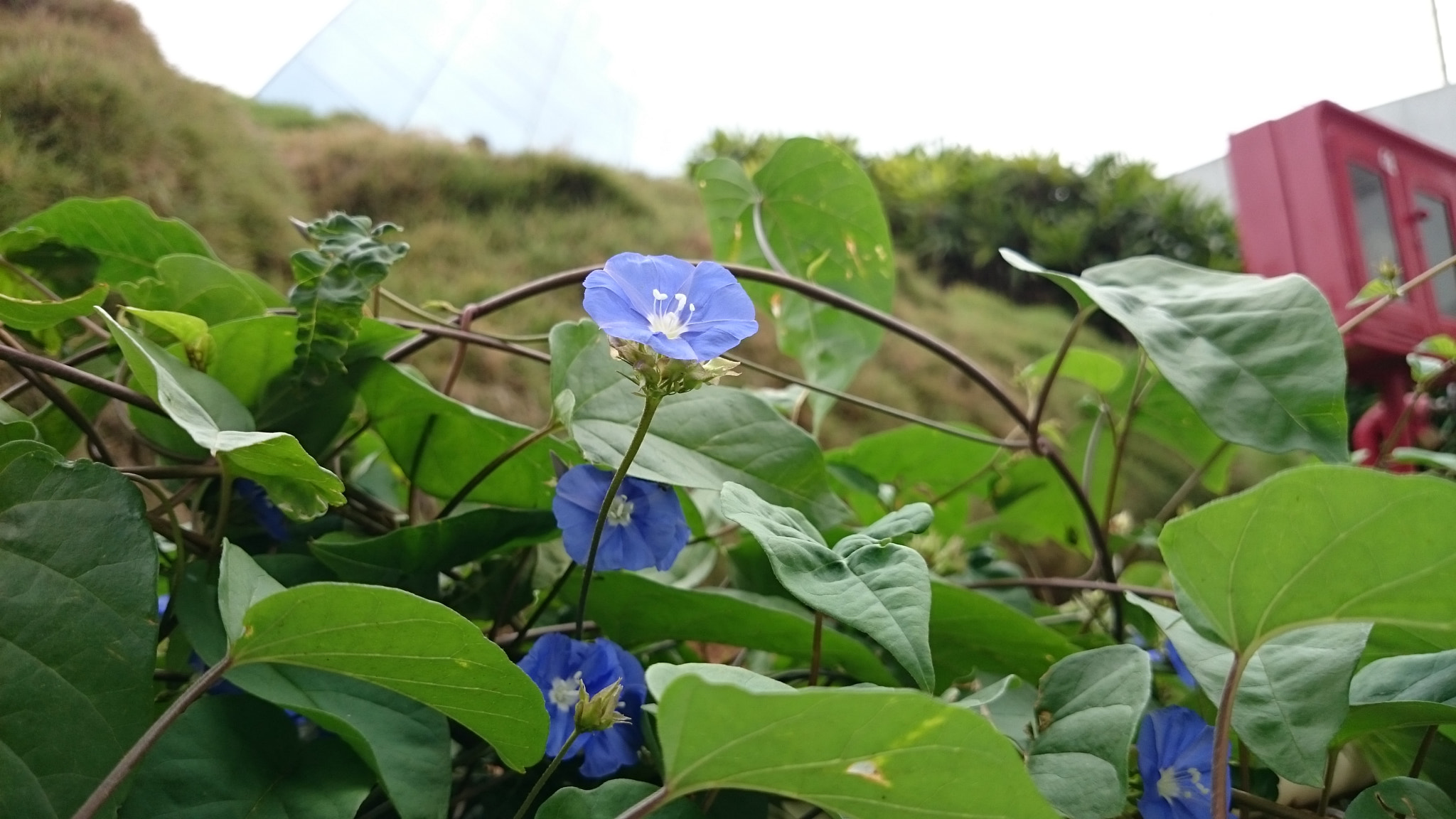 Sony Xperia Z2 sample photo. Photos photography