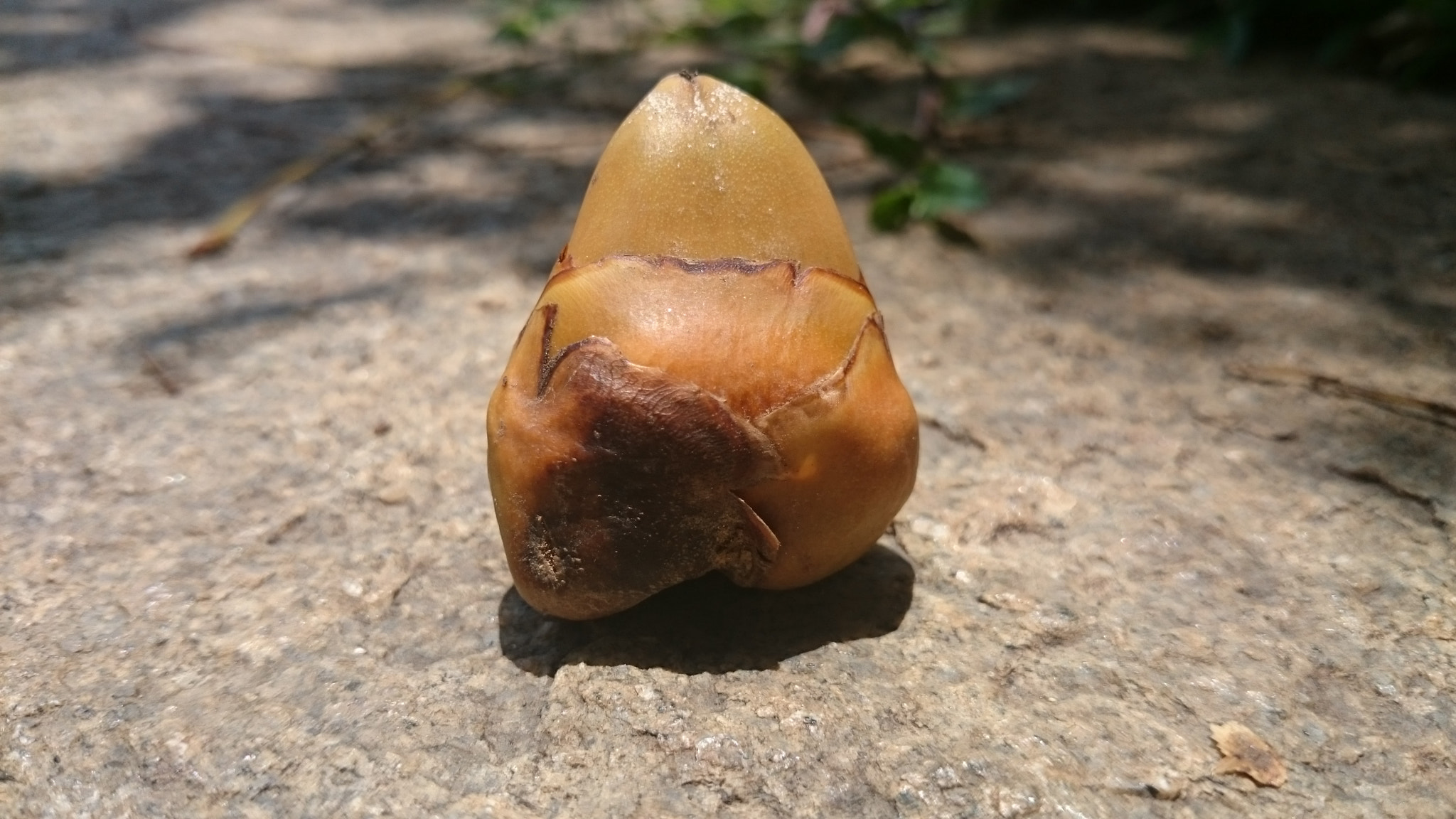 Sony Xperia Z2 sample photo. Photos photography