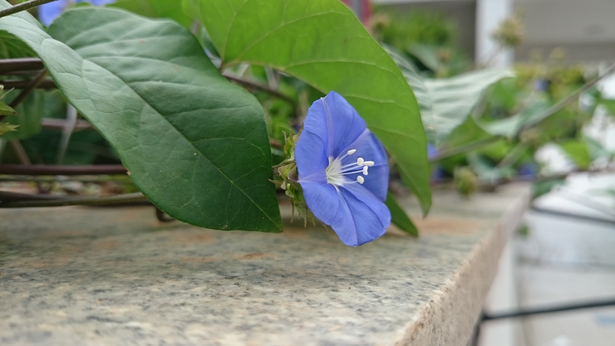 Sony Xperia Z2 sample photo. Photos photography
