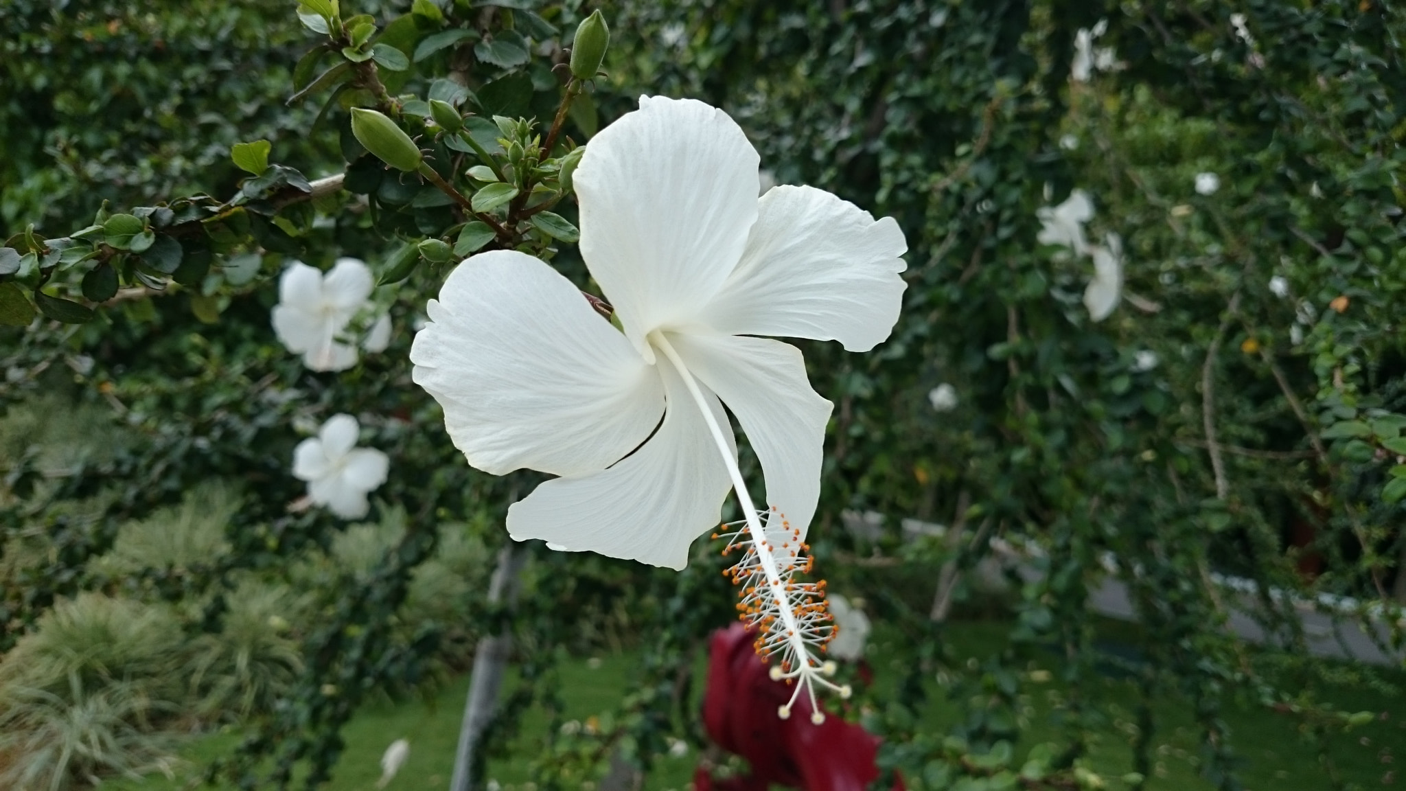 Sony Xperia Z2 sample photo. Photos photography