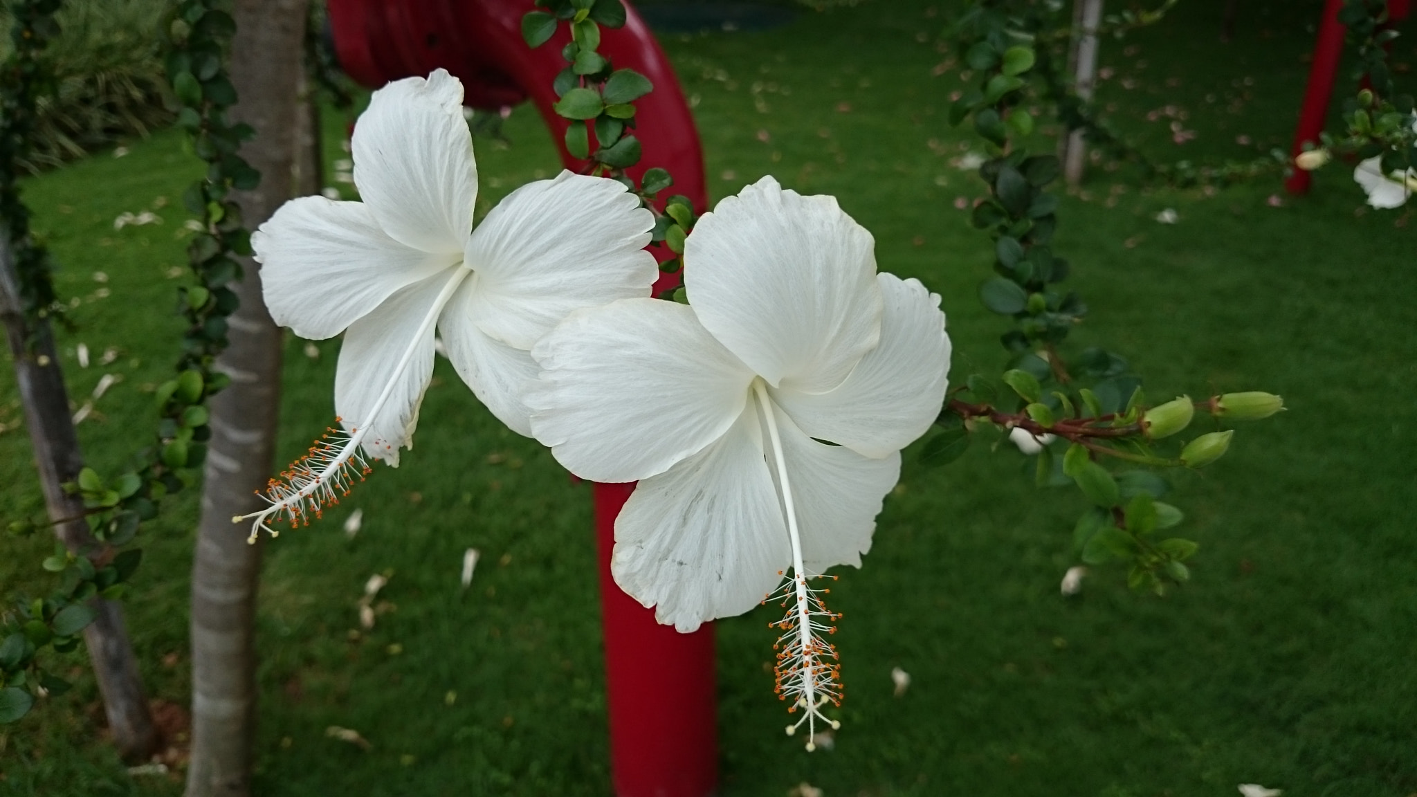 Sony Xperia Z2 sample photo. Photos photography