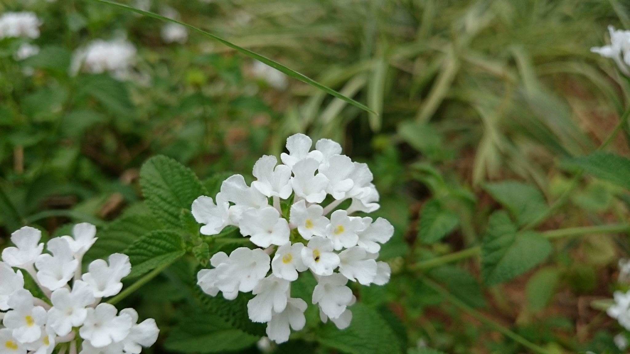 Sony Xperia Z2 sample photo. Photos photography